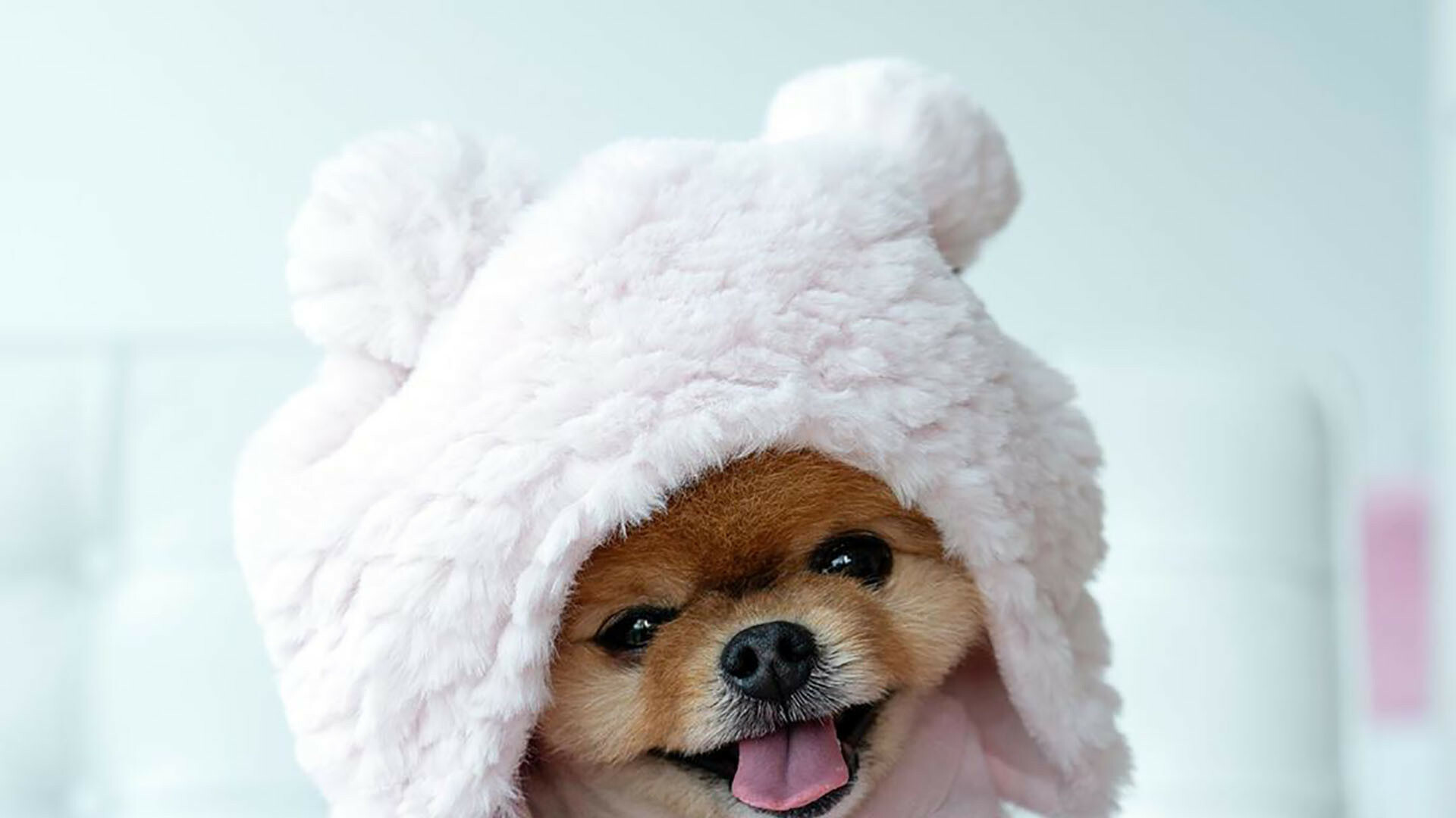 Pomeranian Jiffpom, Pink bear-ear hood, Smiling tongue out Pomeranian Jiffpom, Pink bear-ear hood, Smiling tongue out — 1920×1080 HD wallpaper