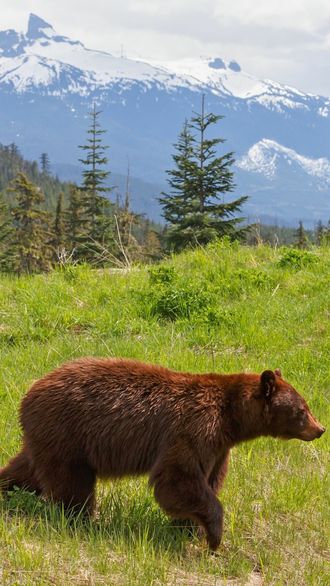 Cinnamon black bear walking, Snow-capped mountain range, Spruce trees grassy meadow Cinnamon black bear walking, Snow-capped mountain range, Spruce trees grassy meadow — 1080×1920 HD wallpaper