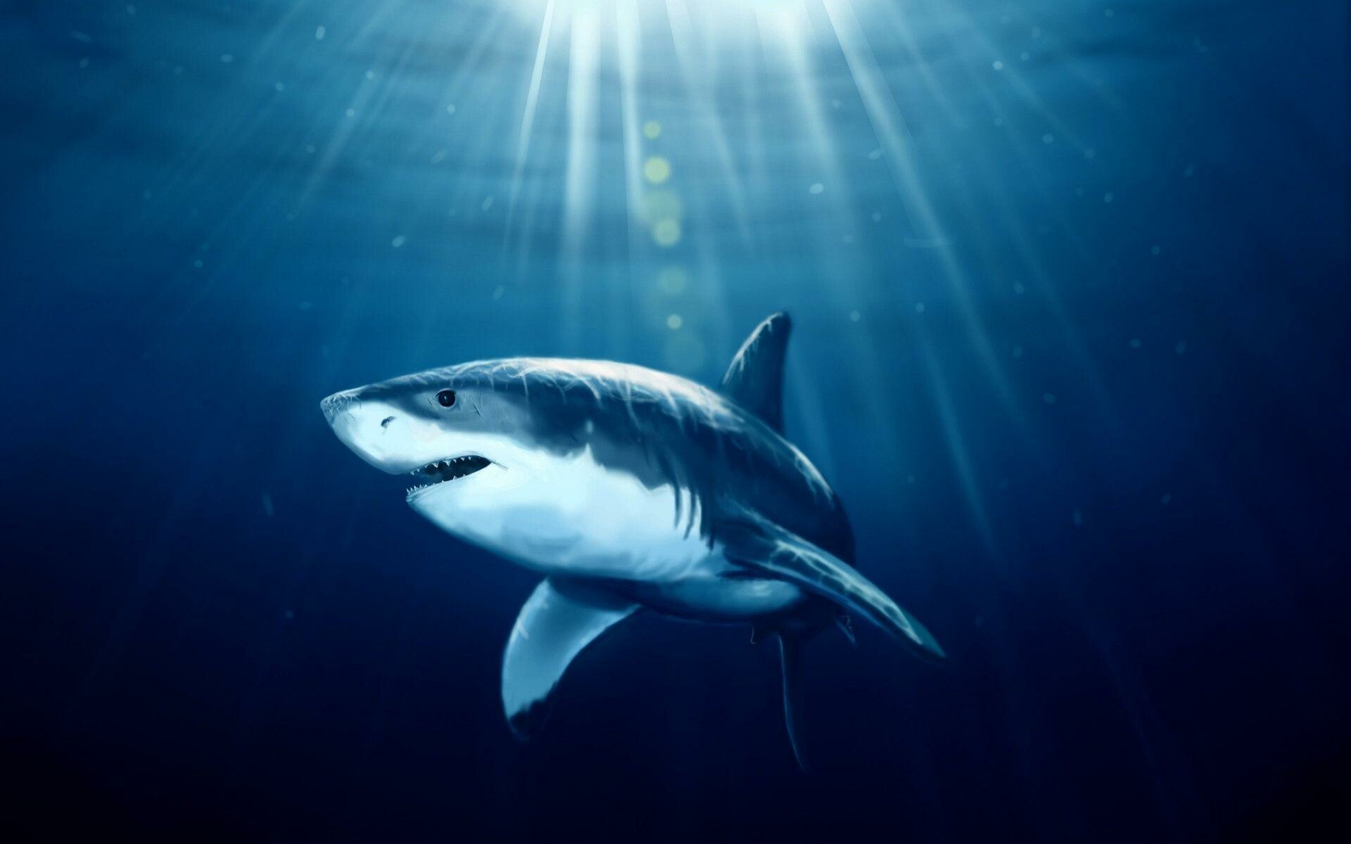 Great white shark, Underwater sun rays, Deep blue ocean Great white shark, Underwater sun rays, Deep blue ocean — 1920×1200 HD wallpaper