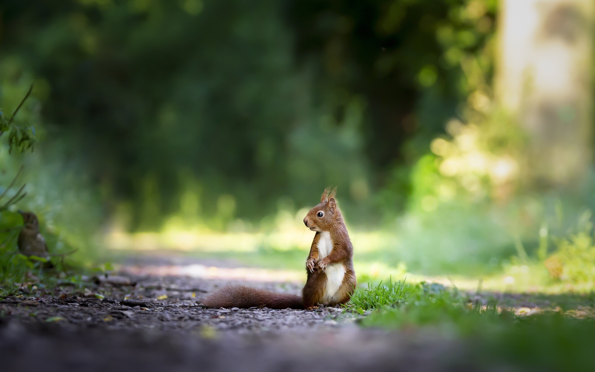 Eurasian red squirrel, Standing on forest path, Green woodland bokeh Eurasian red squirrel, Standing on forest path, Green woodland bokeh — 1920×1200 HD wallpaper