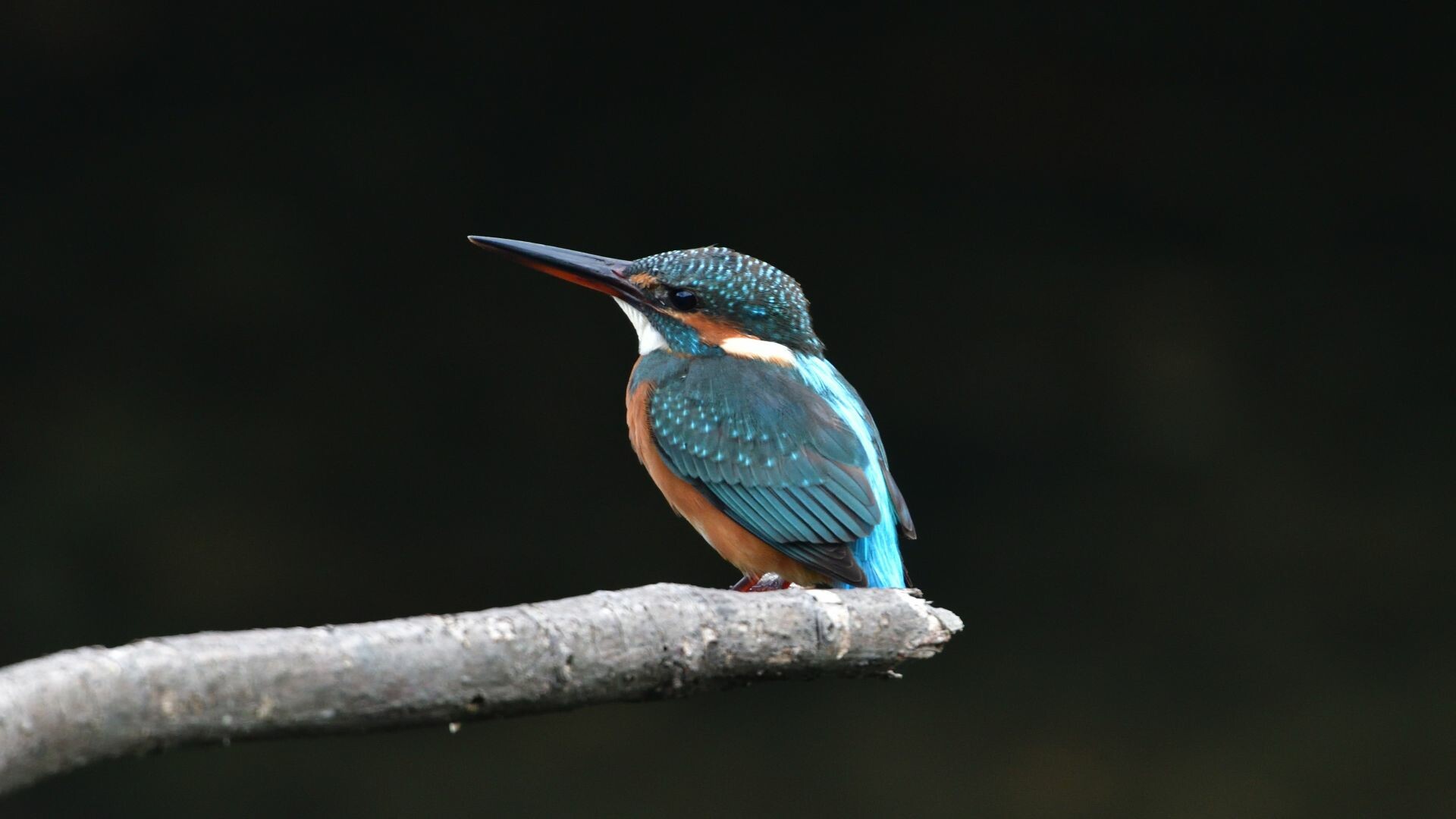 Common kingfisher, Perched on branch, Dark blurred background Common kingfisher, Perched on branch, Dark blurred background — 1920×1080 HD wallpaper