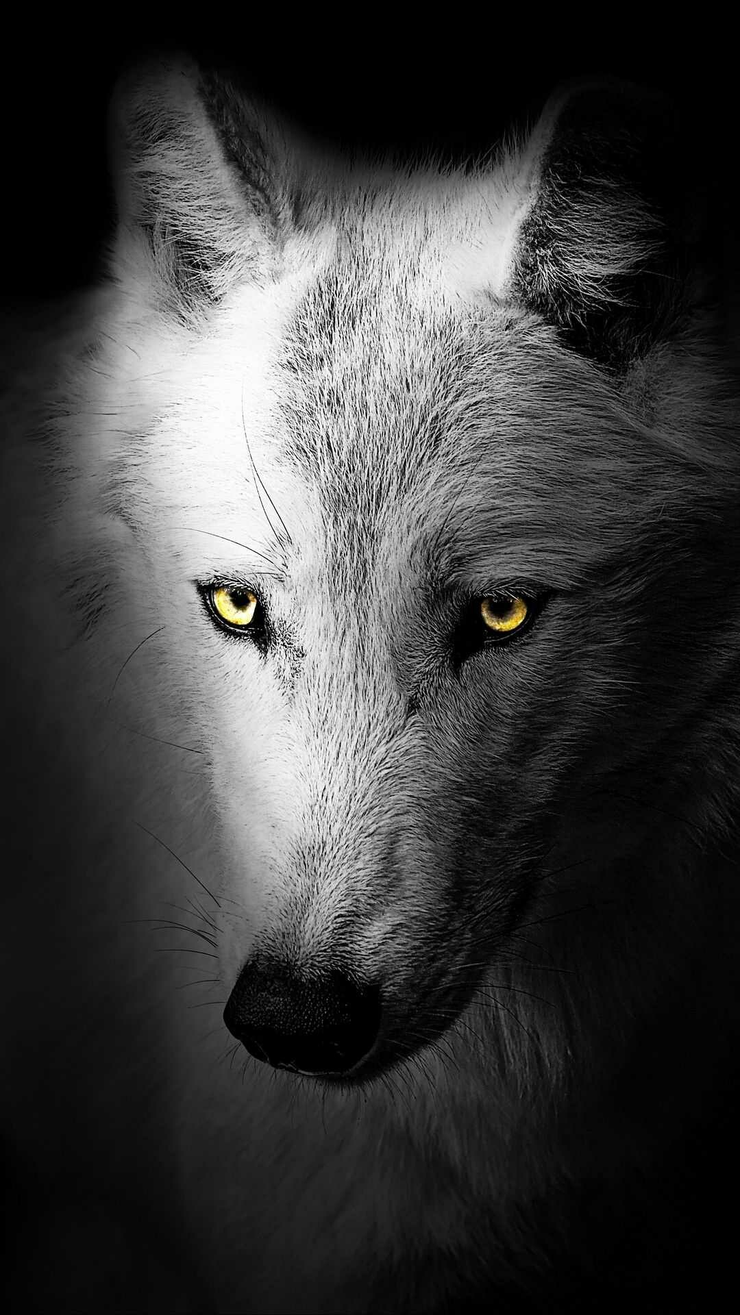 White arctic wolf, Yellow eyes, Black shadowed backdrop White arctic wolf, Yellow eyes, Black shadowed backdrop — 1080×1920 HD wallpaper