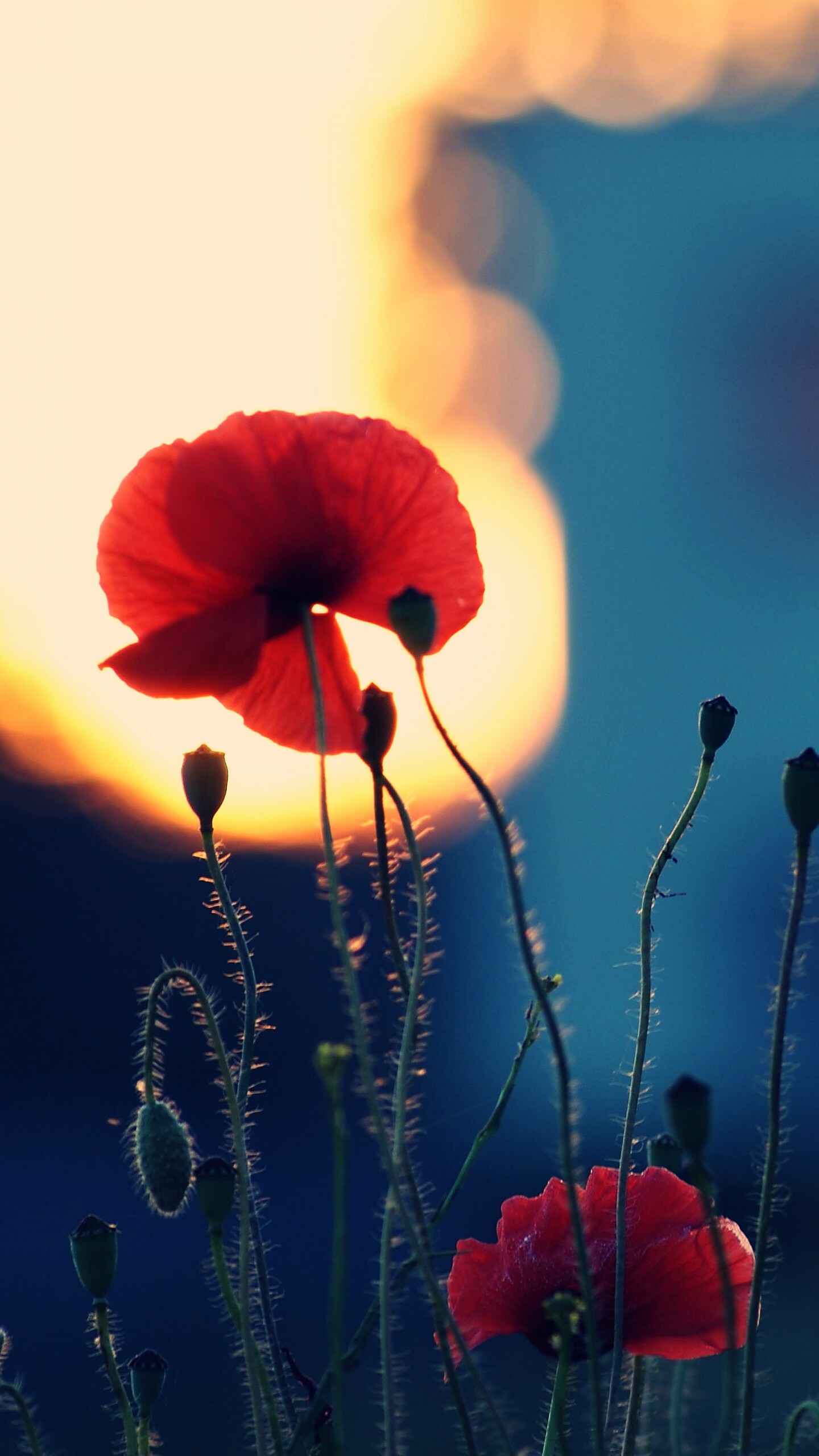 Red poppy flowers, Sunset bokeh glow, Hairy poppy buds stems Red poppy flowers, Sunset bokeh glow, Hairy poppy buds stems — 1440×2560 HD wallpaper
