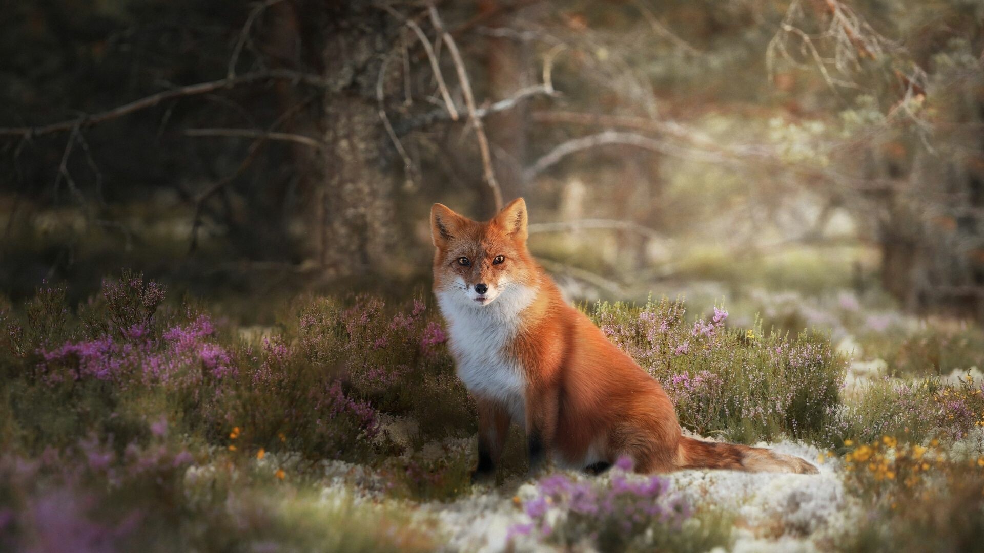 Red fox sitting, Purple heather flowers, Misty forest clearing Red fox sitting, Purple heather flowers, Misty forest clearing — 1920×1080 HD wallpaper