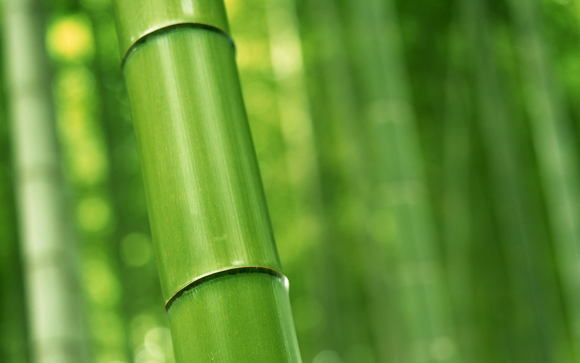 Green bamboo stalk closeup, Bamboo node segment, Blurred bamboo grove Green bamboo stalk closeup, Bamboo node segment, Blurred bamboo grove — 1920×1200 HD wallpaper