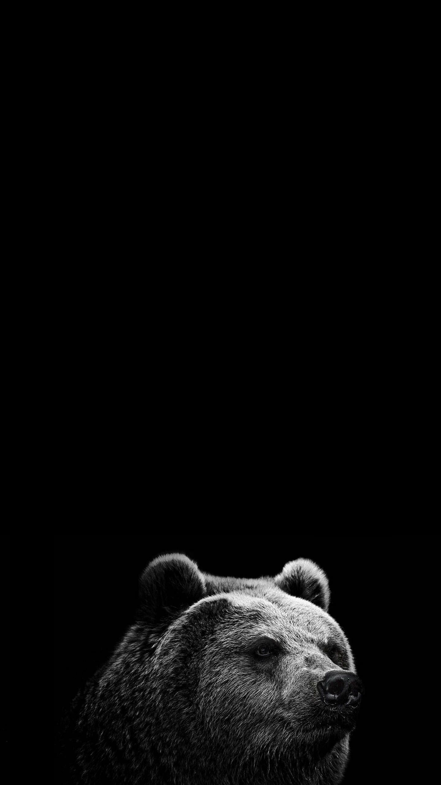 Grizzly bear portrait, Black and white photography, Dark minimalist composition Grizzly bear portrait, Black and white photography, Dark minimalist composition — 1440×2560 HD wallpaper