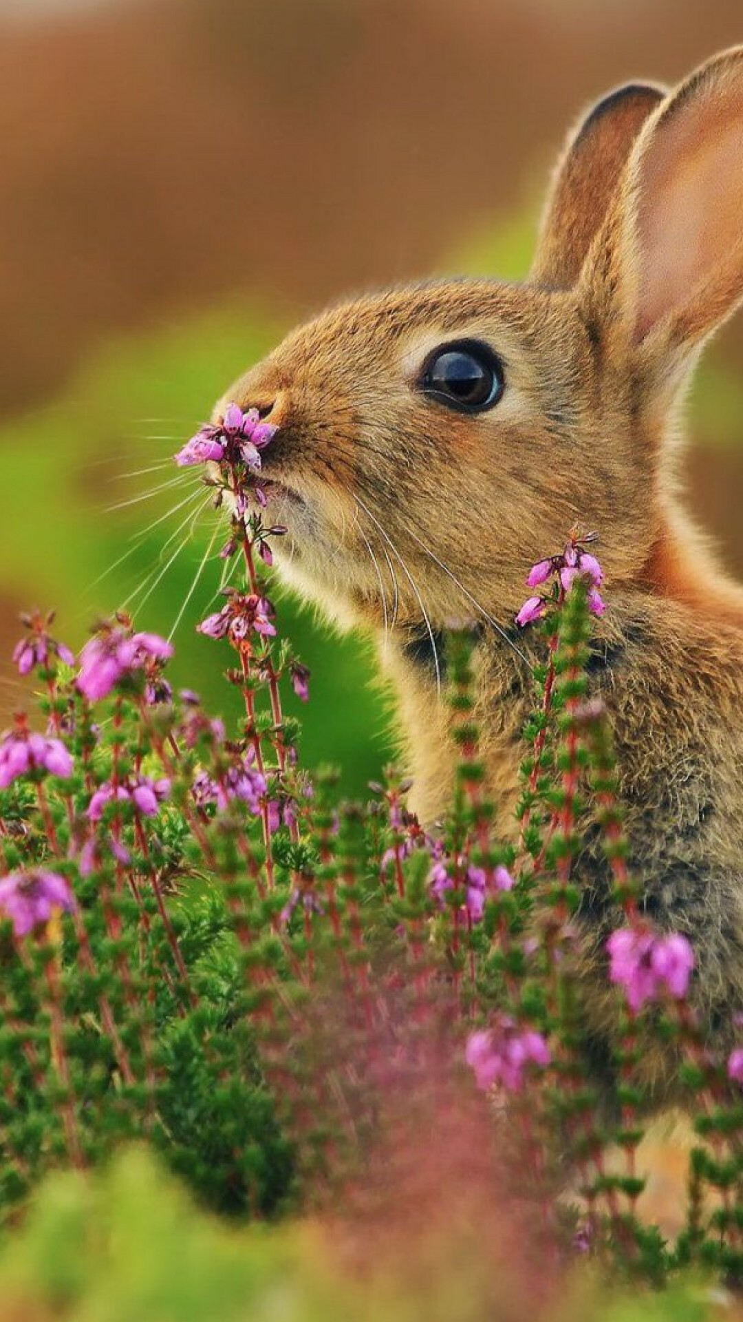 European wild rabbit, Pink heather flowers, Sunlit meadow European wild rabbit, Pink heather flowers, Sunlit meadow — 1080×1920 HD wallpaper