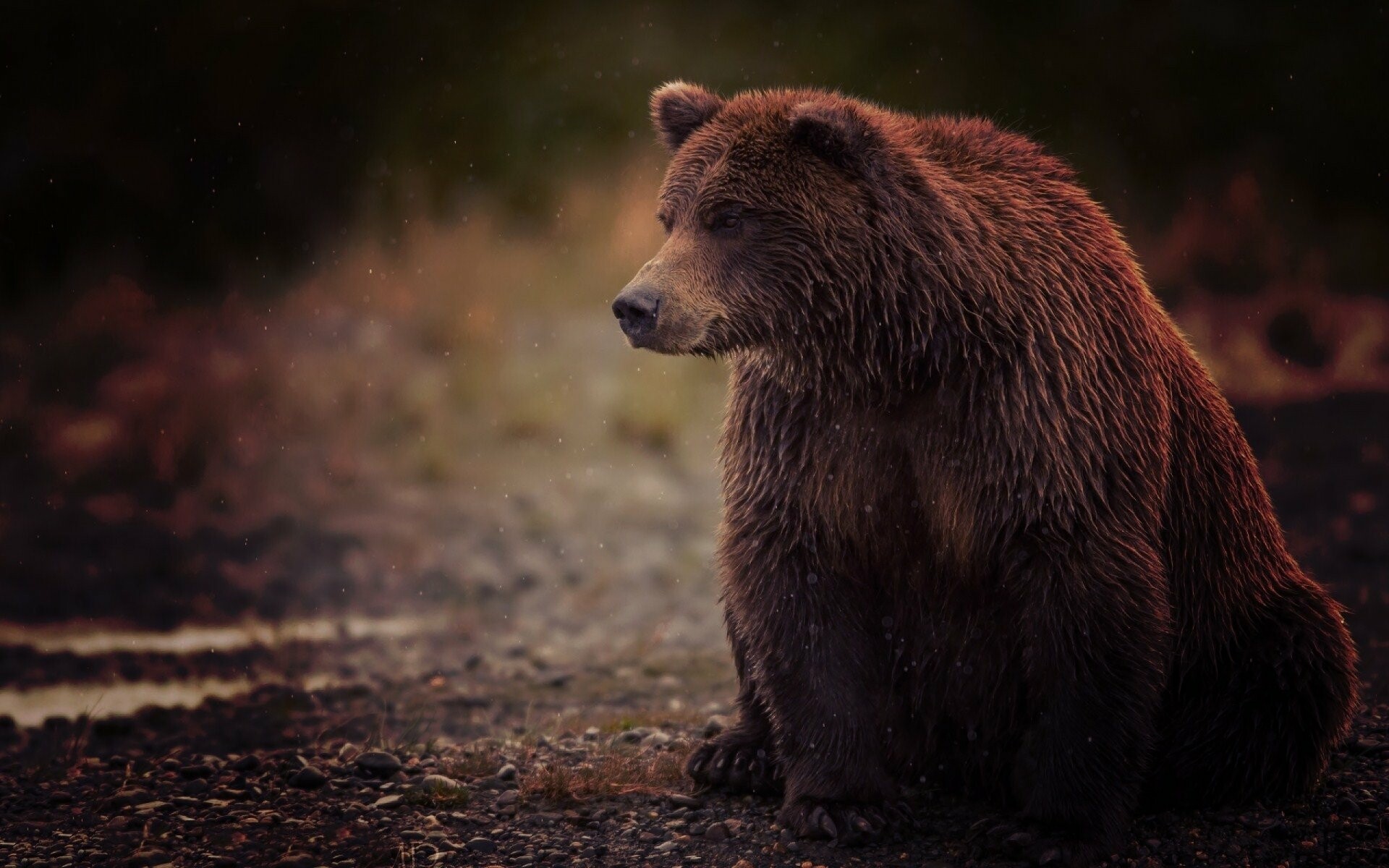 Grizzly bear sitting, Rocky forest ground, Dim lighting Grizzly bear sitting, Rocky forest ground, Dim lighting — 1920×1200 HD wallpaper