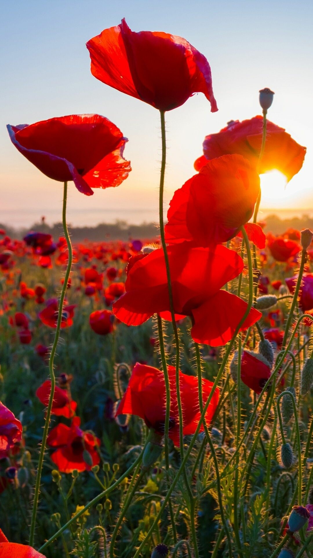 Red poppy field, Sunset backlight glow, Poppy buds stems Red poppy field, Sunset backlight glow, Poppy buds stems — 1080×1920 HD wallpaper