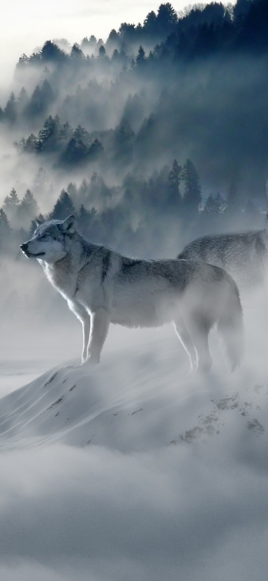 Gray wolf standing, Misty pine forest, Snowdrift ridge Gray wolf standing, Misty pine forest, Snowdrift ridge — 1125×2436 HD wallpaper