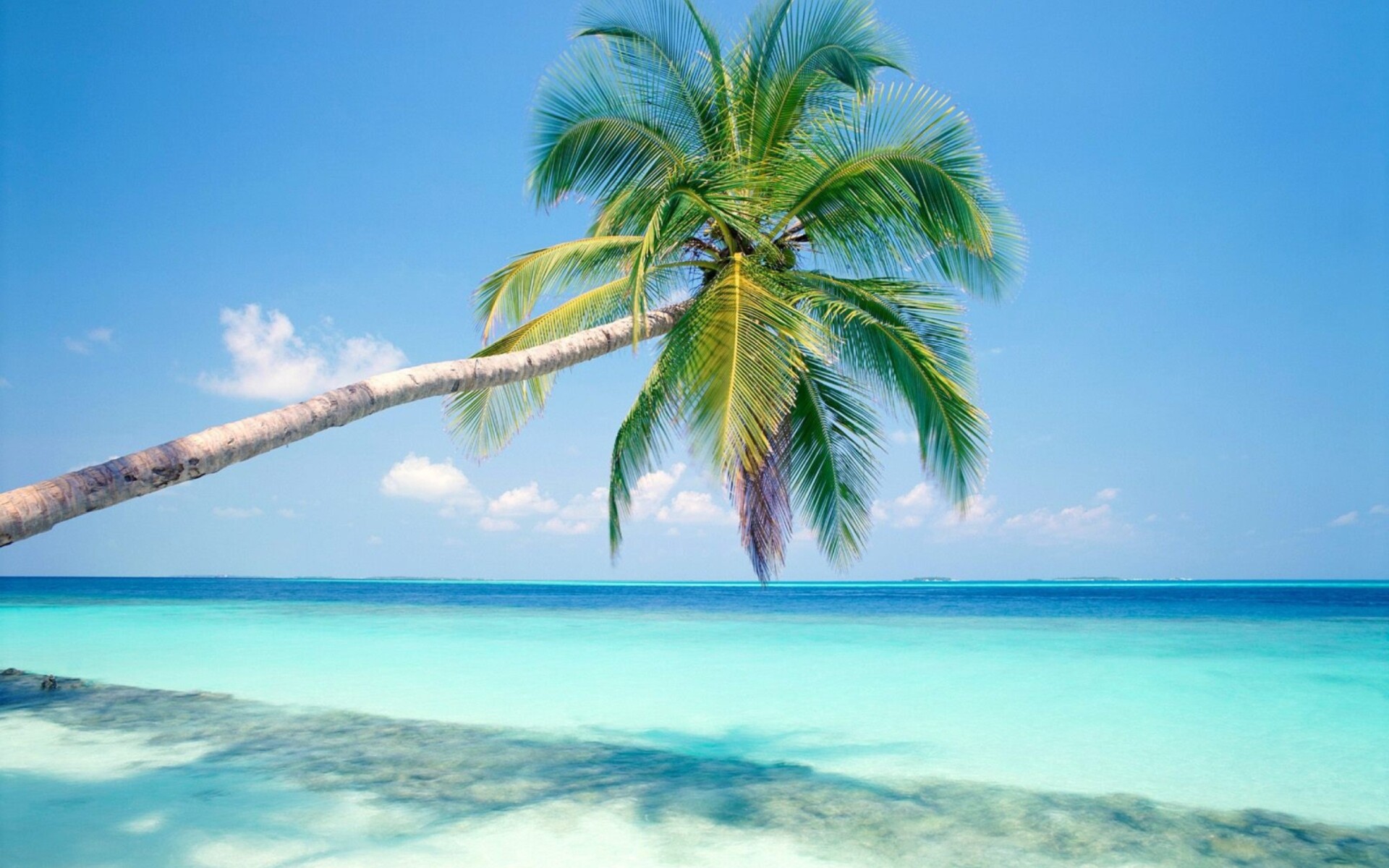 Leaning coconut palm, Turquoise tropical lagoon, White sand beach Leaning coconut palm, Turquoise tropical lagoon, White sand beach — 1920×1200 HD wallpaper