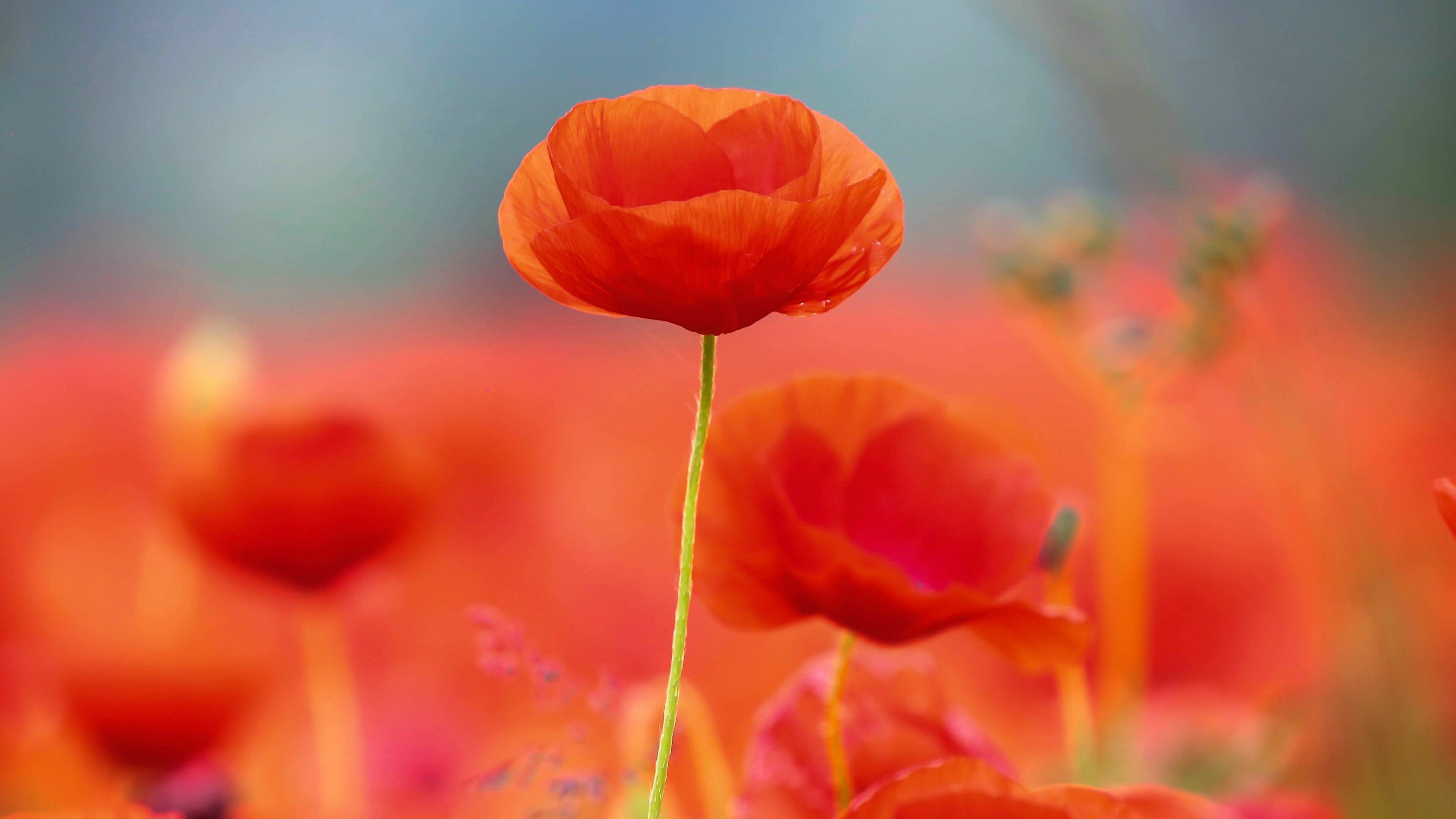 Red poppy flower closeup, Blurred poppy field, Green slender stem Red poppy flower closeup, Blurred poppy field, Green slender stem — 3840×2160 HD wallpaper