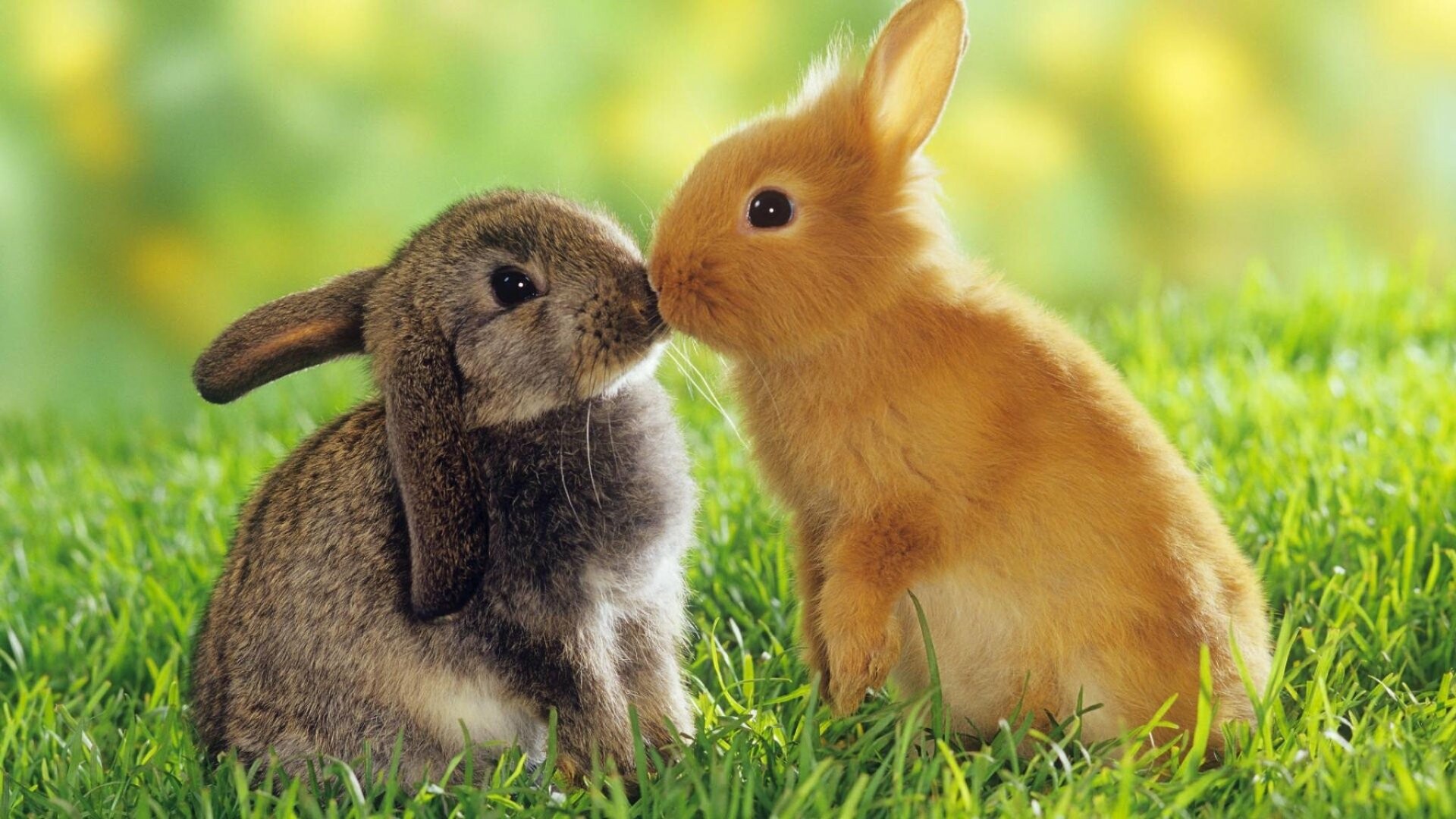 Grey lop-eared rabbit, Ginger rabbit nose-touching, Sunlit green grass Grey lop-eared rabbit, Ginger rabbit nose-touching, Sunlit green grass — 1920×1080 HD wallpaper