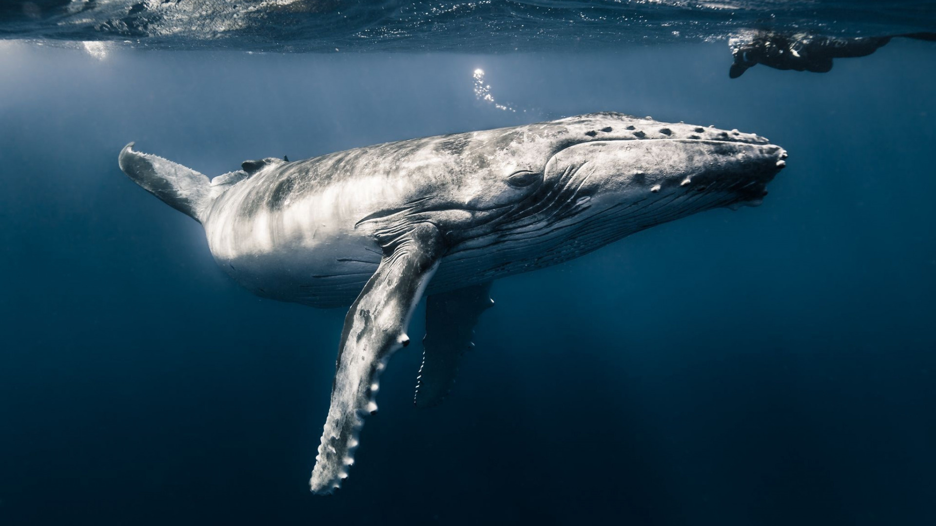 Humpback whale underwater, Sunlit ocean surface, Deep blue sea Humpback whale underwater, Sunlit ocean surface, Deep blue sea — 1920×1080 HD wallpaper