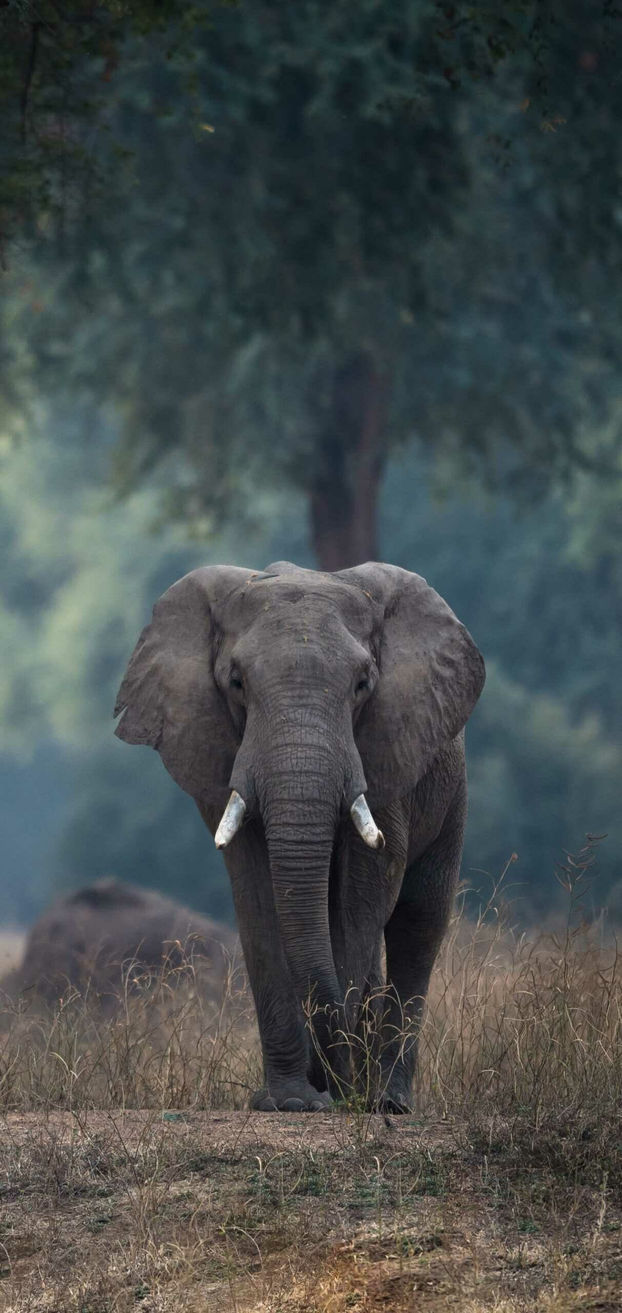 Elephants Elephants — 1213×2560 HD wallpaper