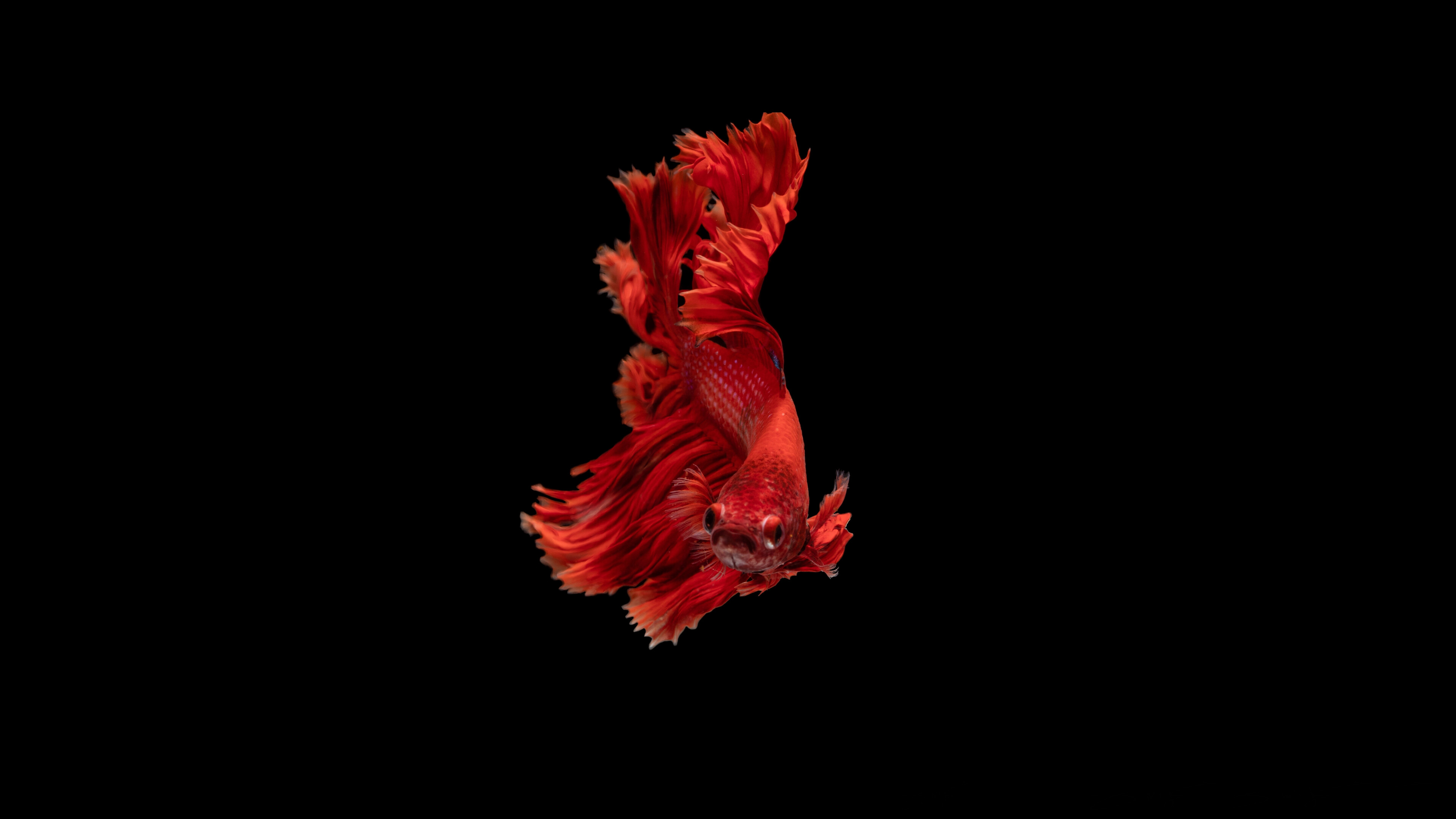 Betta, Fish Wallpaper, 4K Desktop Betta, Fish Wallpaper, 4K Desktop — 3840×2160 HD wallpaper