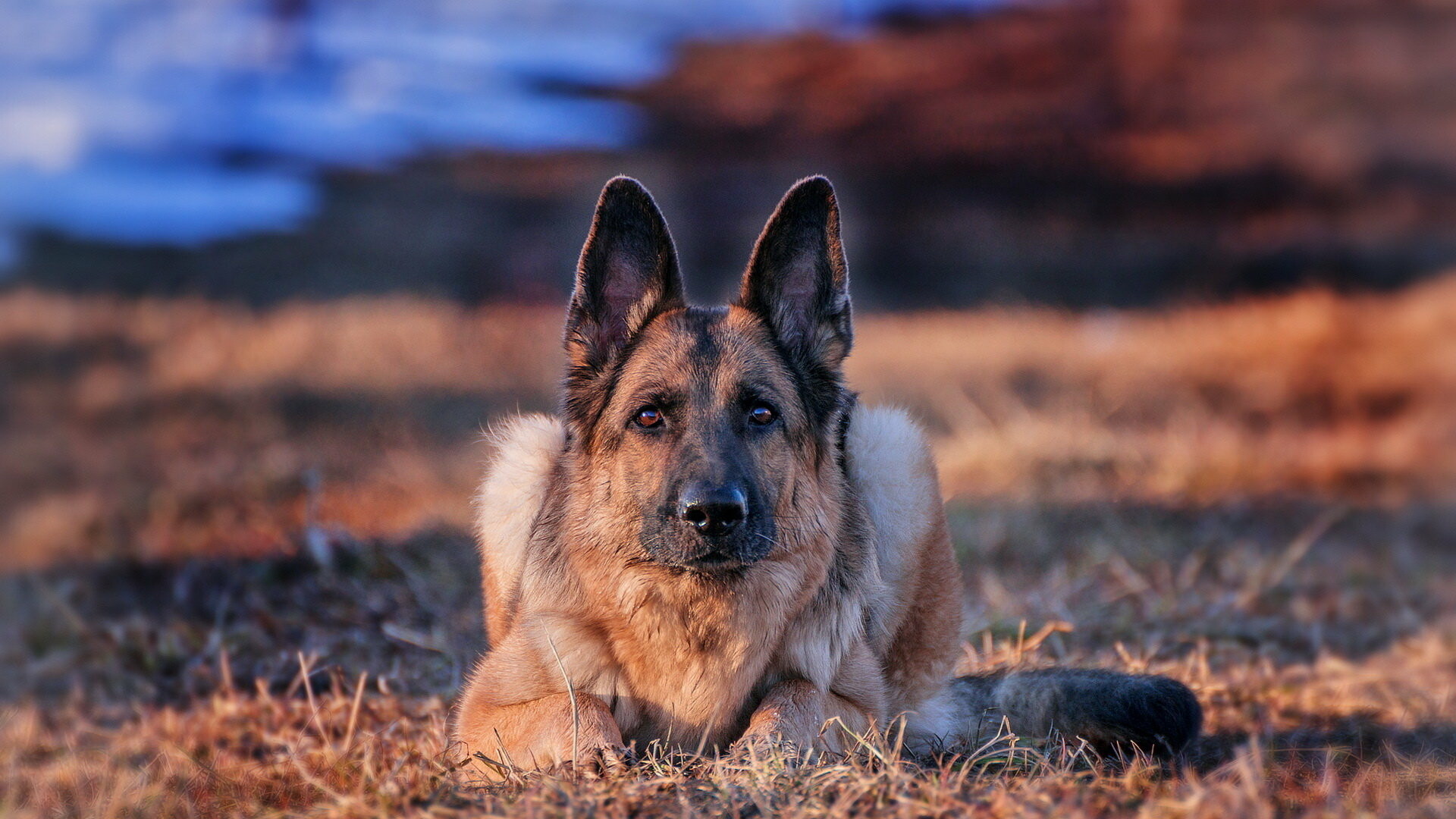 German Shepherd, Dry grass field, Golden hour lighting German Shepherd, Dry grass field, Golden hour lighting — 1920×1080 HD wallpaper