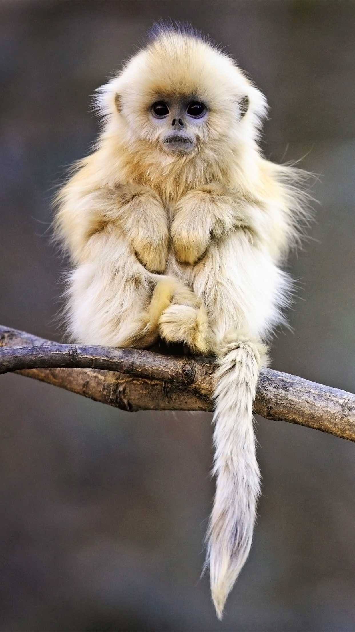 Golden snub-nosed monkey, Bare tree branch, Blurred forest backdrop Golden snub-nosed monkey, Bare tree branch, Blurred forest backdrop — 1242×2208 HD wallpaper