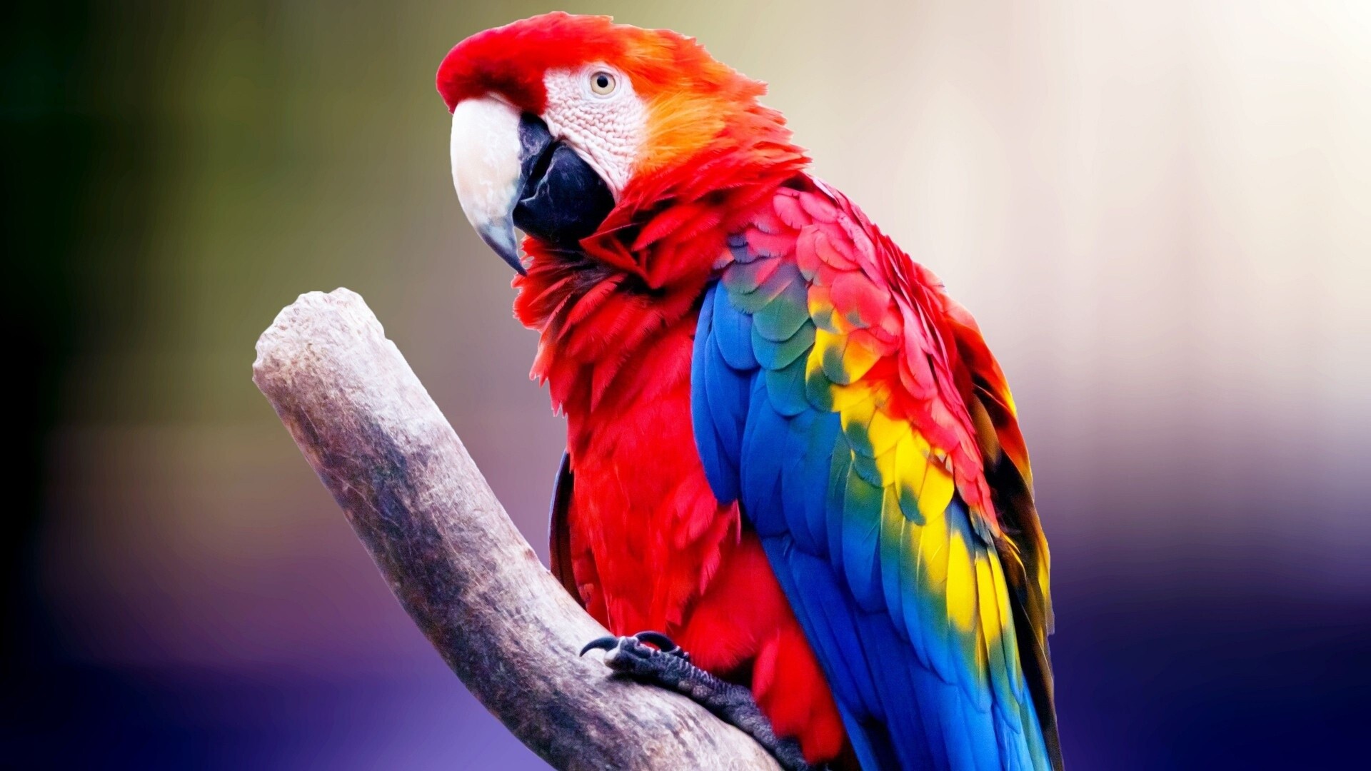 Scarlet macaw, Perched tree branch, Blurred purple background Scarlet macaw, Perched tree branch, Blurred purple background — 1920×1080 HD wallpaper