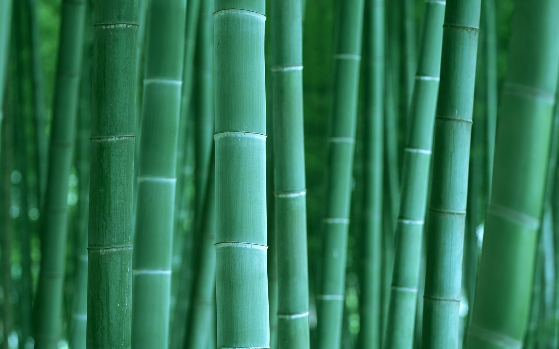 Dense bamboo grove, Green bamboo stalks, Segmented culm nodes Dense bamboo grove, Green bamboo stalks, Segmented culm nodes — 1920×1200 HD wallpaper