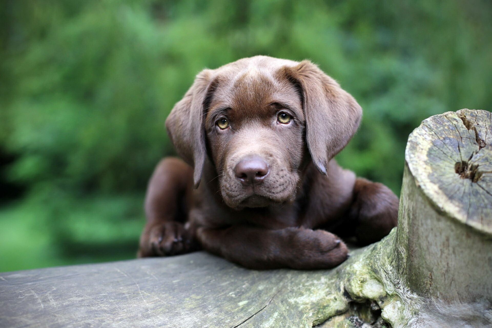 Chocolate Labrador puppy, Weathered wooden log, Blurred green foliage Chocolate Labrador puppy, Weathered wooden log, Blurred green foliage — 1920×1280 HD wallpaper