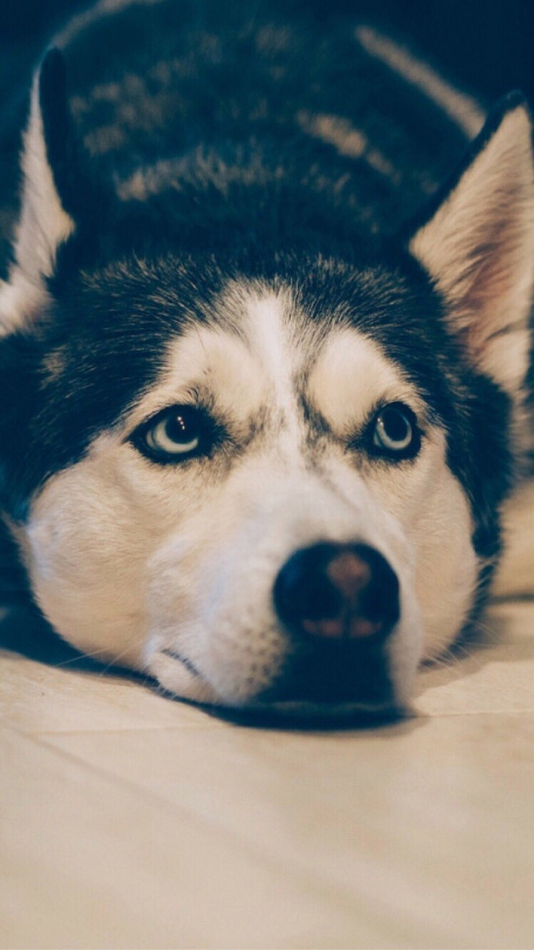 Siberian Husky closeup, Pale blue eyes, Resting on bed Siberian Husky closeup, Pale blue eyes, Resting on bed — 1080×1920 HD wallpaper