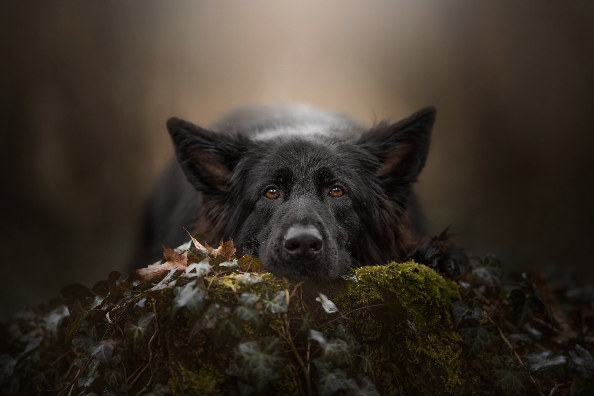 Black German Shepherd, Mossy ivy log, Amber eyes closeup Black German Shepherd, Mossy ivy log, Amber eyes closeup — 2048×1367 HD wallpaper