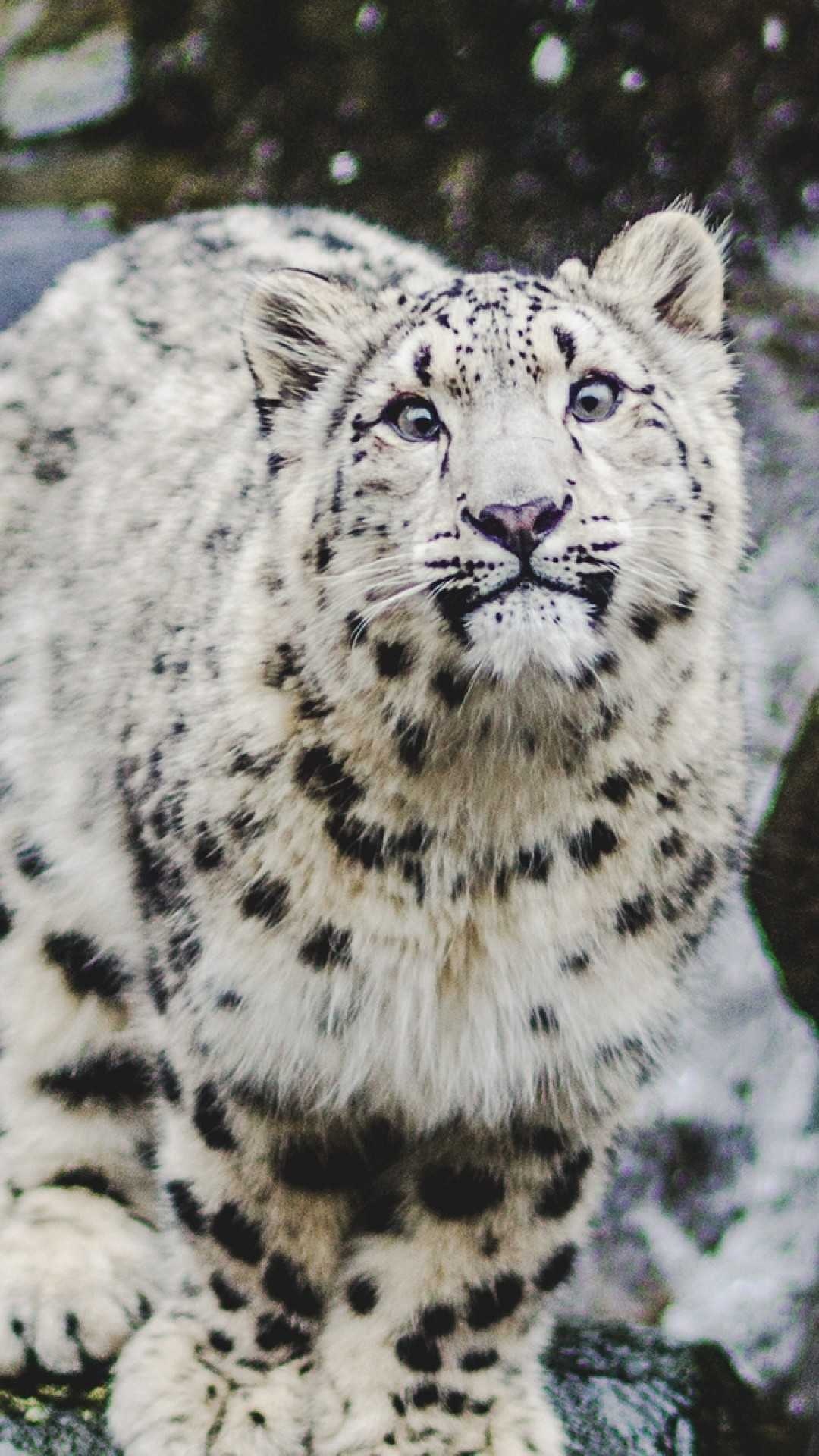 Snow leopard, Rocky snowy terrain, Pale green eyes Snow leopard, Rocky snowy terrain, Pale green eyes — 1080×1920 HD wallpaper