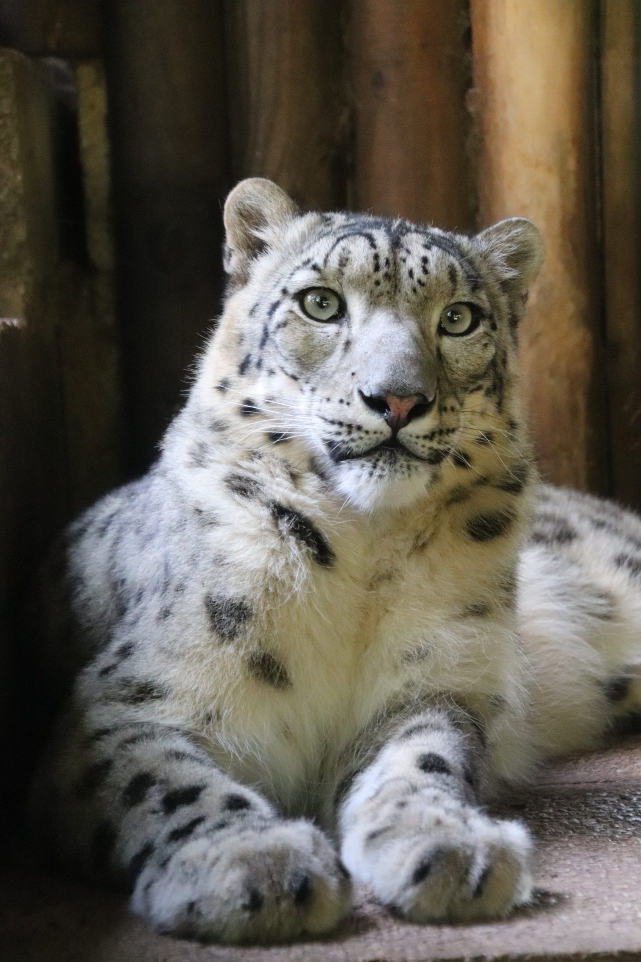 Snow leopard resting, Green eyes gaze, Wooden enclosure backdrop Snow leopard resting, Green eyes gaze, Wooden enclosure backdrop — 1280×1920 HD wallpaper
