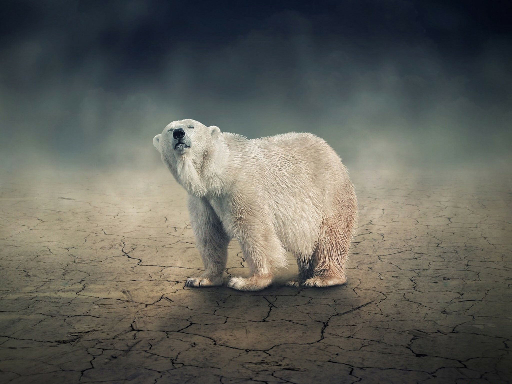 Polar bear, Cracked dry earth, Misty dark atmosphere Polar bear, Cracked dry earth, Misty dark atmosphere — 2048×1536 HD wallpaper