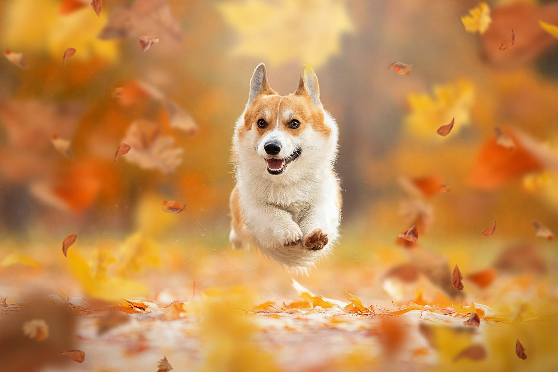 Pembroke Welsh Corgi, Falling autumn leaves, Blurred forest background Pembroke Welsh Corgi, Falling autumn leaves, Blurred forest background — 1920×1280 HD wallpaper