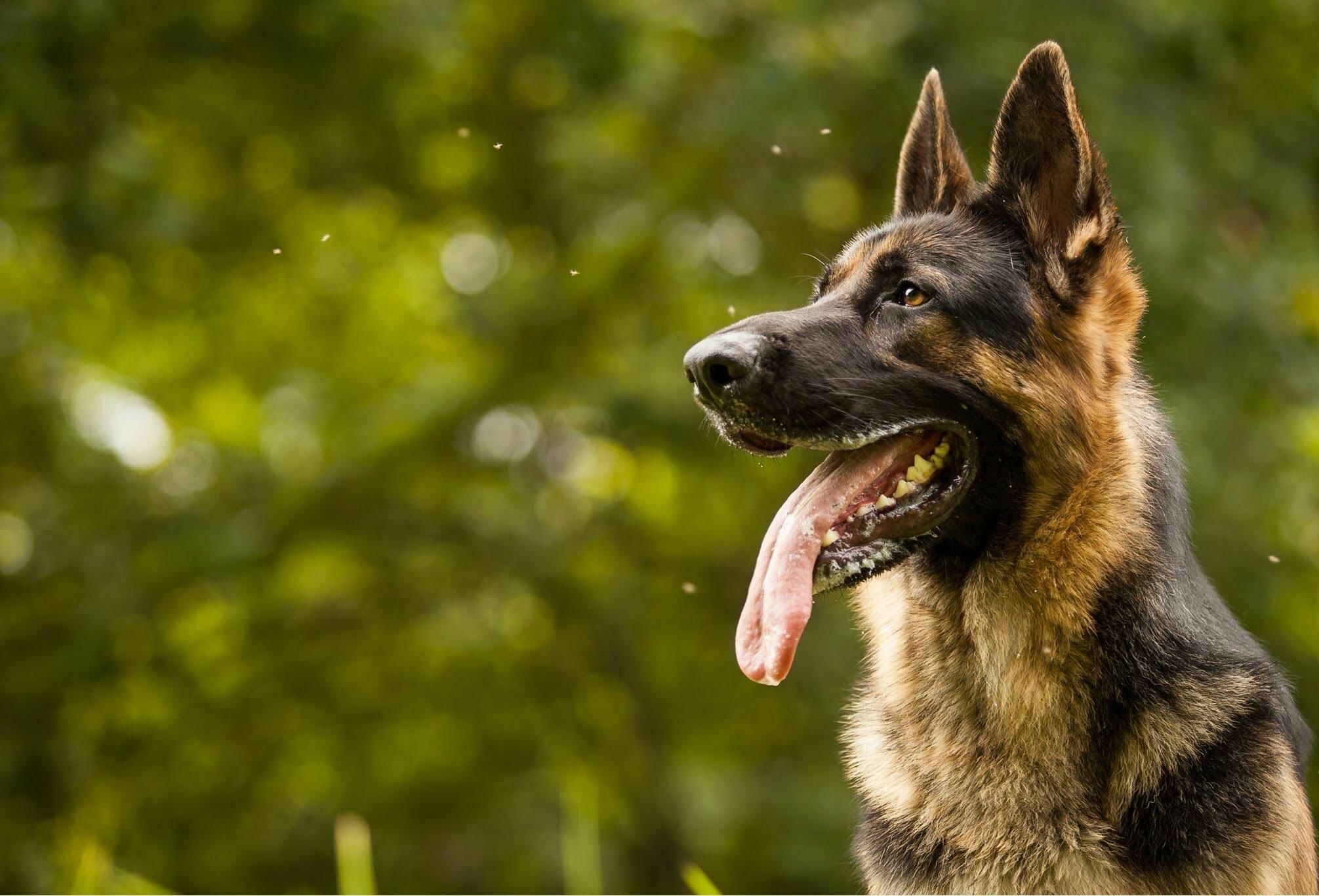 German Shepherd profile, Panting tongue out, Blurred green foliage German Shepherd profile, Panting tongue out, Blurred green foliage — 2011×1366 HD wallpaper