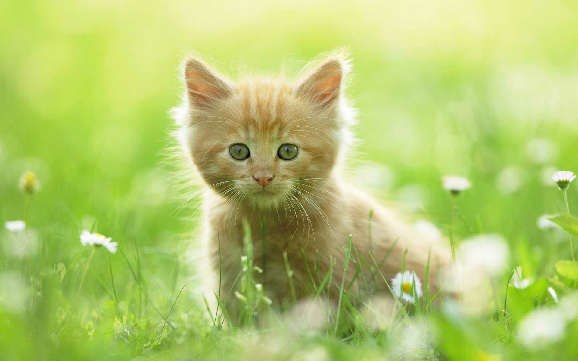 Ginger tabby kitten, White daisies, Sunlit green grass Ginger tabby kitten, White daisies, Sunlit green grass — 1920×1200 HD wallpaper