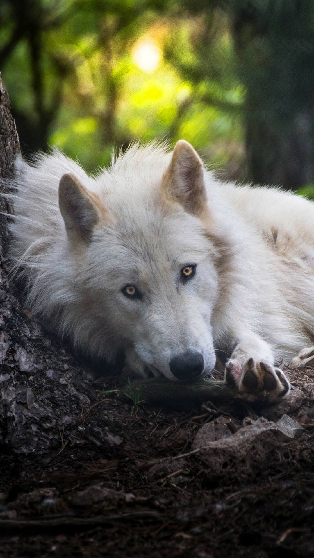 Arctic wolf resting, Tree trunk bark, Blurred forest greenery Arctic wolf resting, Tree trunk bark, Blurred forest greenery — 1080×1920 HD wallpaper