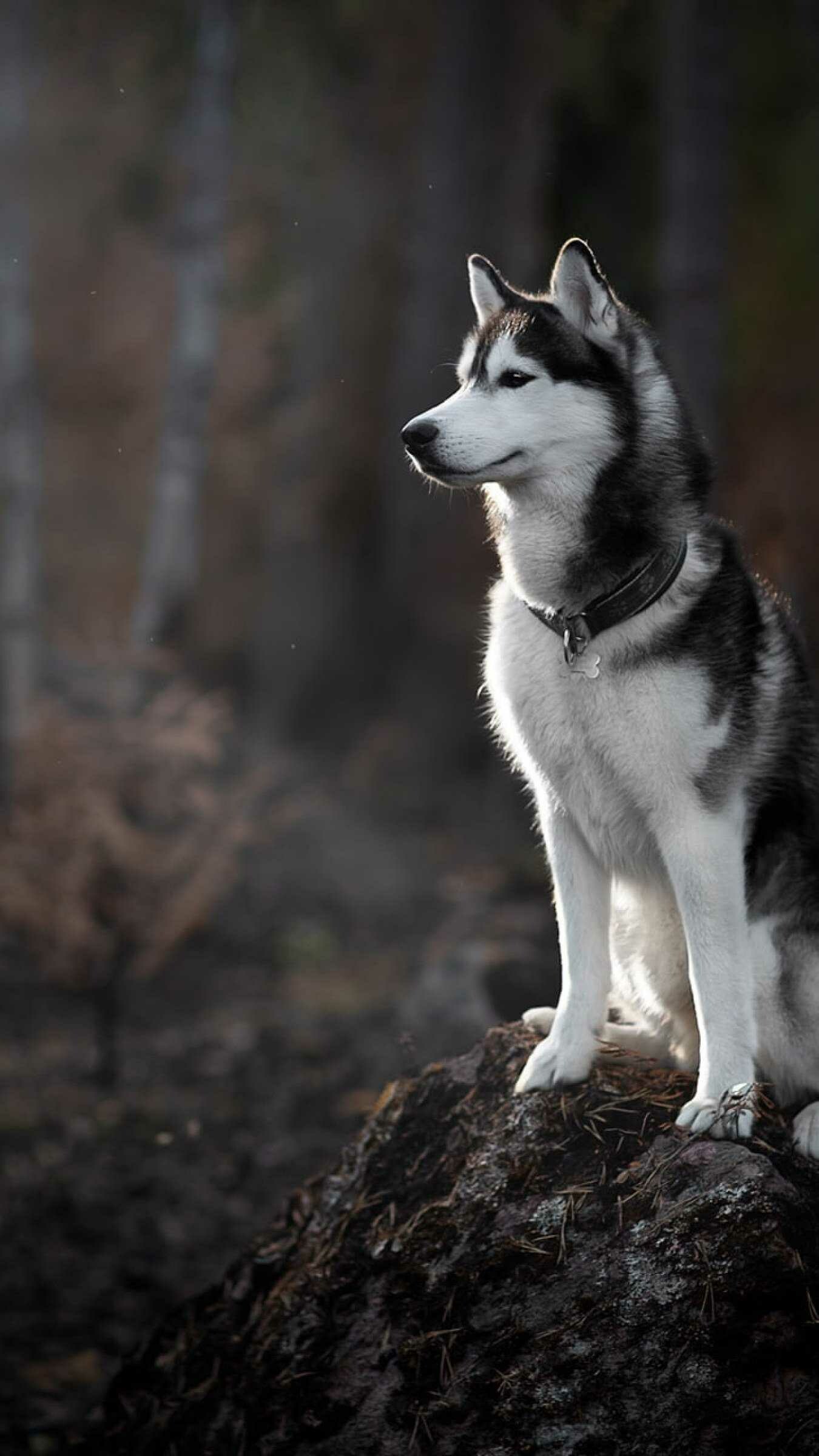 Siberian Husky, Dogs Wallpaper, HD Phone Siberian Husky, Dogs Wallpaper, HD Phone — 1350×2400 HD wallpaper