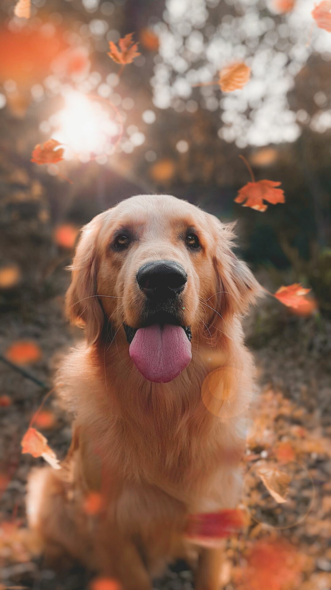 Golden Retriever, Falling autumn leaves, Sunlit forest Golden Retriever, Falling autumn leaves, Sunlit forest — 1080×1920 HD wallpaper