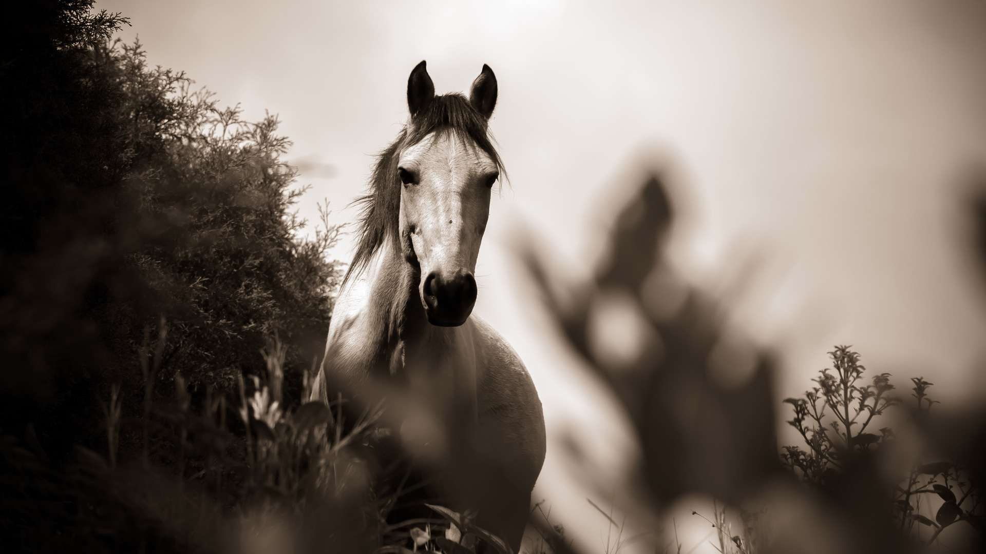 Grey Arabian horse, Tall grass meadow, Sepia monochrome tone Grey Arabian horse, Tall grass meadow, Sepia monochrome tone — 1920×1080 HD wallpaper