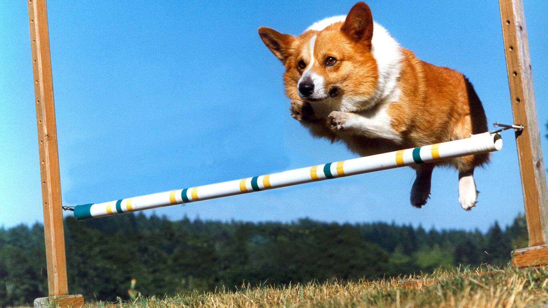Jump, Corgis Wallpaper, Full HD Desktop Jump, Corgis Wallpaper, Full HD Desktop — 1920×1080 HD wallpaper