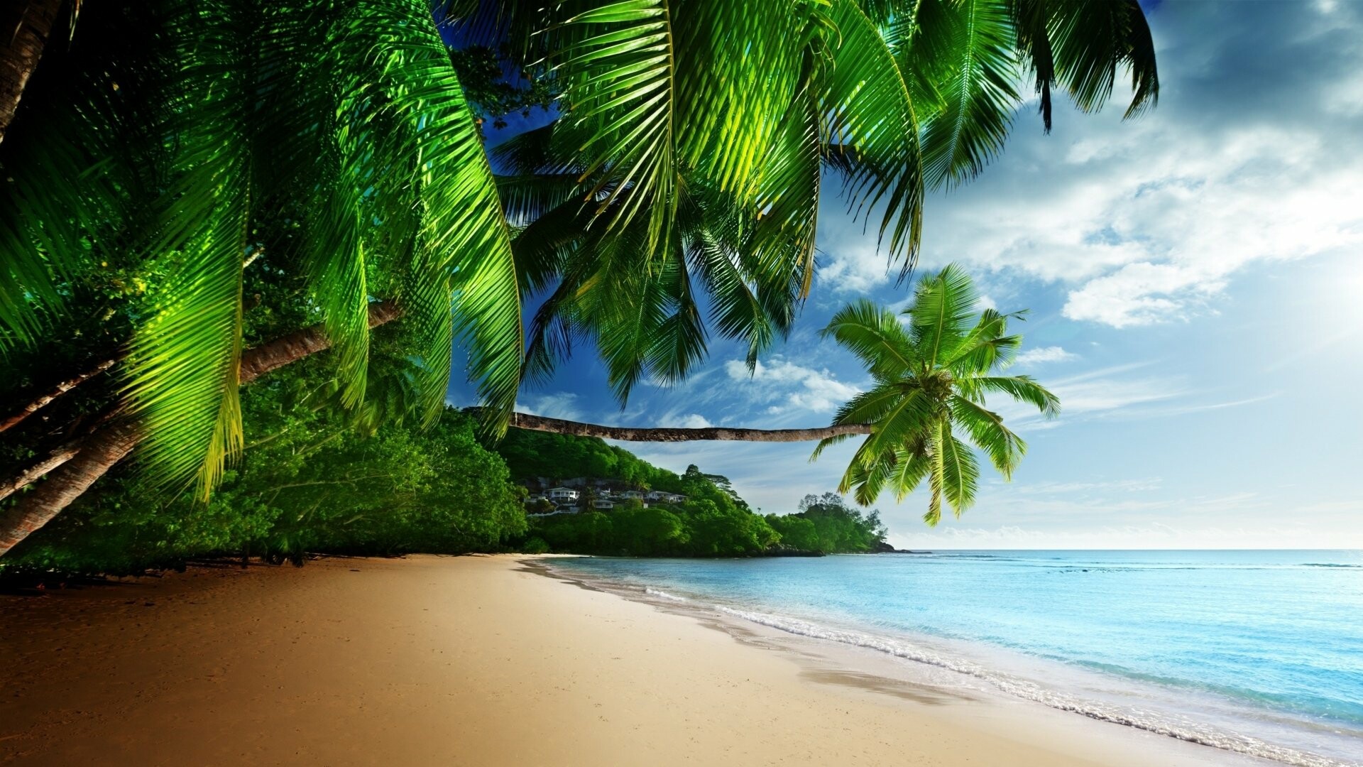 Tropical palm trees, Turquoise ocean shore, Sandy beach cove Tropical palm trees, Turquoise ocean shore, Sandy beach cove — 1920×1080 HD wallpaper