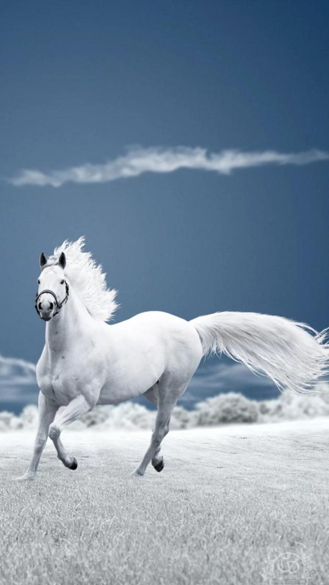 White galloping stallion, Frosted winter field, Deep blue sky White galloping stallion, Frosted winter field, Deep blue sky — 1080×1920 HD wallpaper