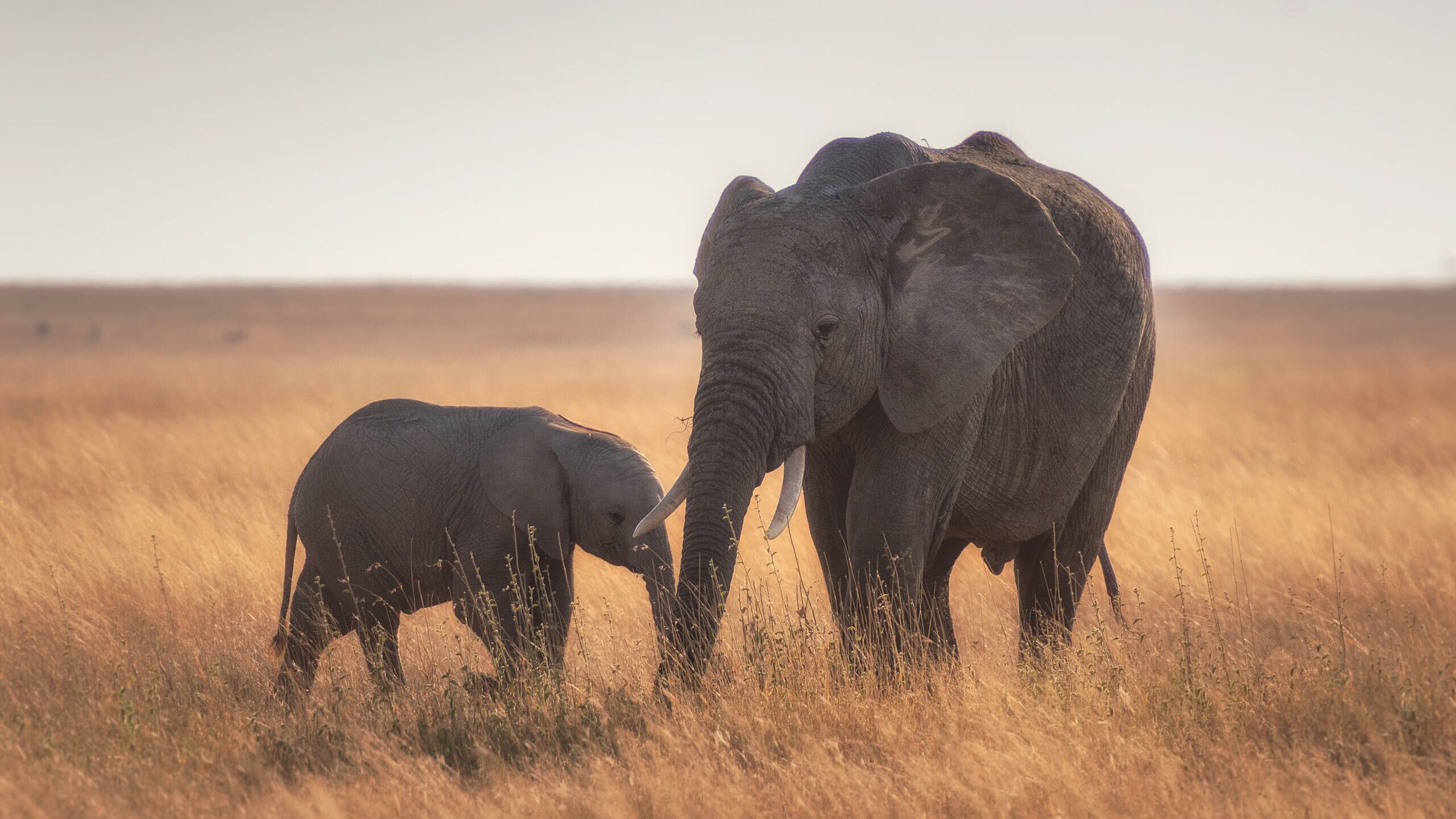 African elephant mother calf, Serengeti savanna grassland, Warm sunset haze African elephant mother calf, Serengeti savanna grassland, Warm sunset haze — 2560×1440 HD wallpaper