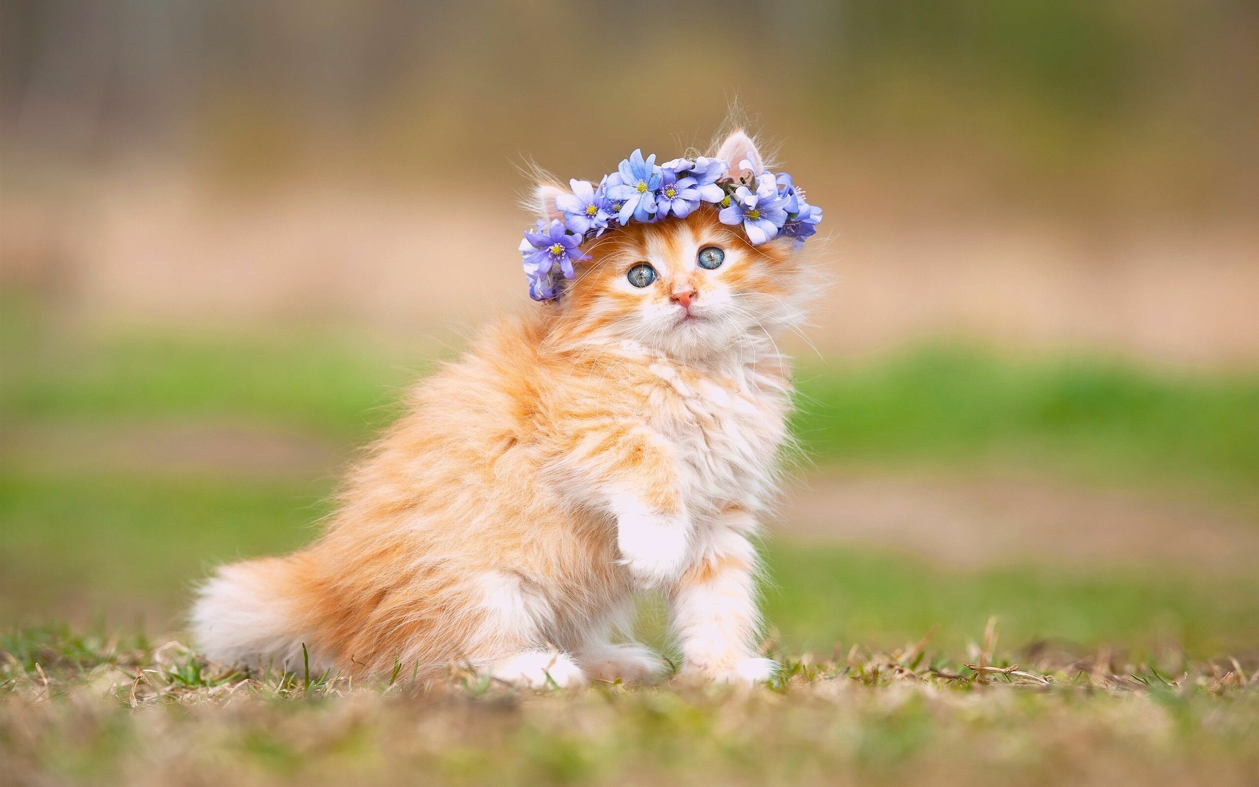 Ginger longhair kitten, Blue flower crown, Sitting on grass, Green bokeh Ginger longhair kitten, Blue flower crown, Sitting on grass, Green bokeh — 2560×1600 HD wallpaper