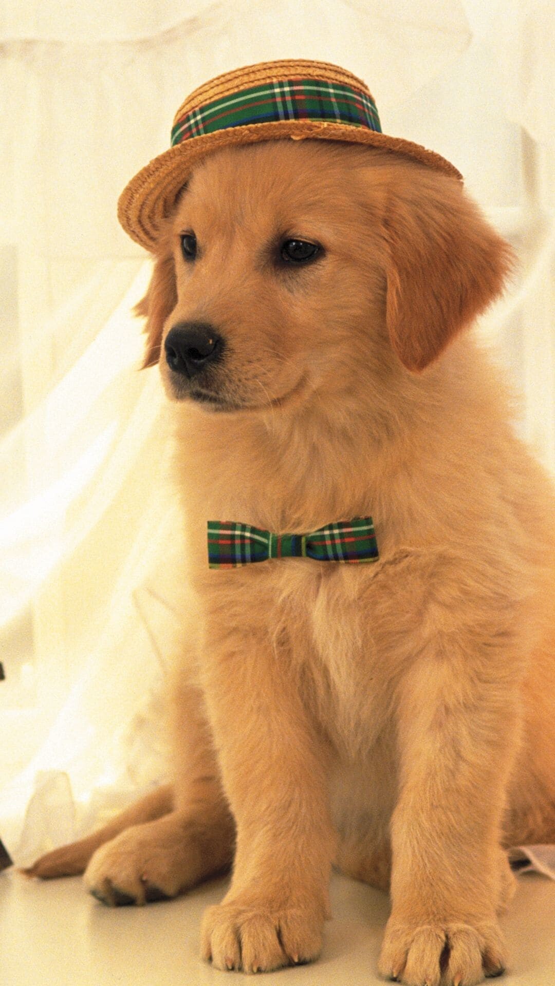 Golden Retriever puppy, Plaid straw hat, Matching bow tie Golden Retriever puppy, Plaid straw hat, Matching bow tie — 1080×1920 HD wallpaper