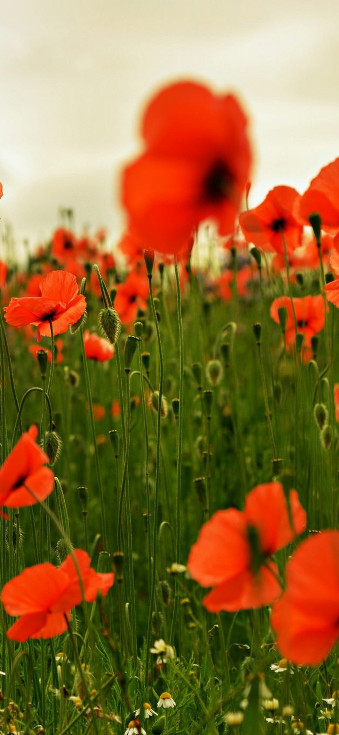 Red poppy field, White chamomile flowers, Overcast sky Red poppy field, White chamomile flowers, Overcast sky — 1125×2436 HD wallpaper