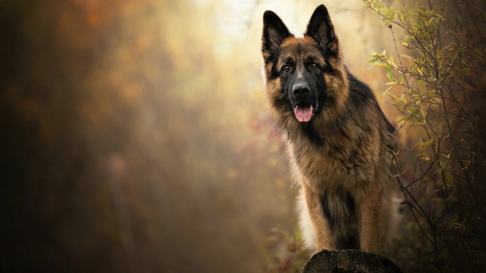 German Shepherd, Autumn forest portrait, Standing on stump German Shepherd, Autumn forest portrait, Standing on stump — 1920×1080 HD wallpaper