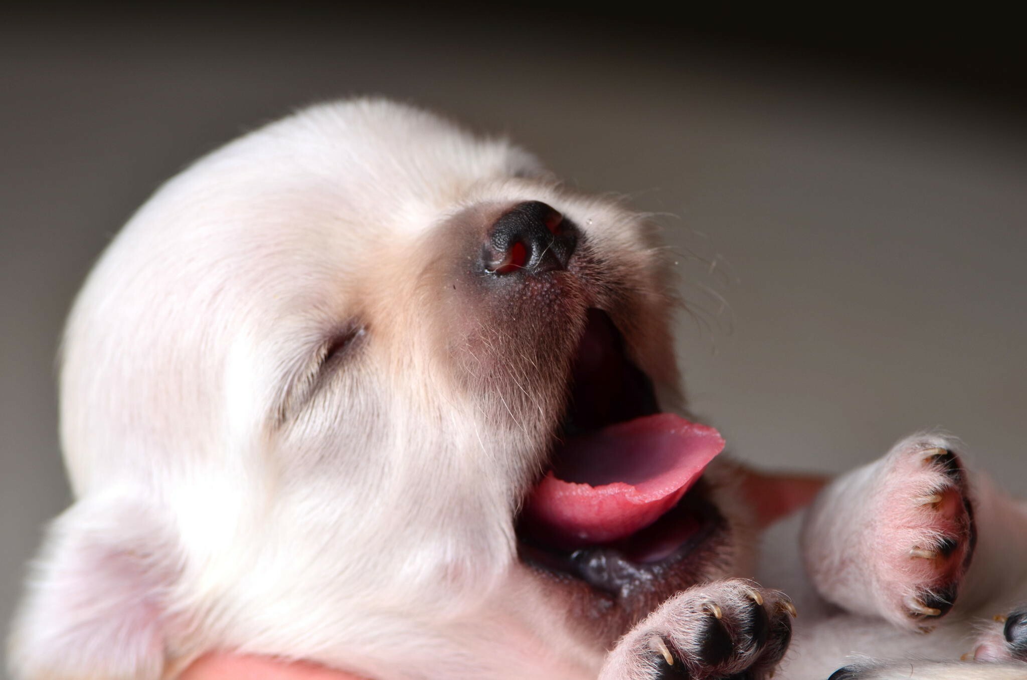 Newborn white puppy, Yawning pink tongue, Macro face close-up Newborn white puppy, Yawning pink tongue, Macro face close-up — 2048×1356 HD wallpaper