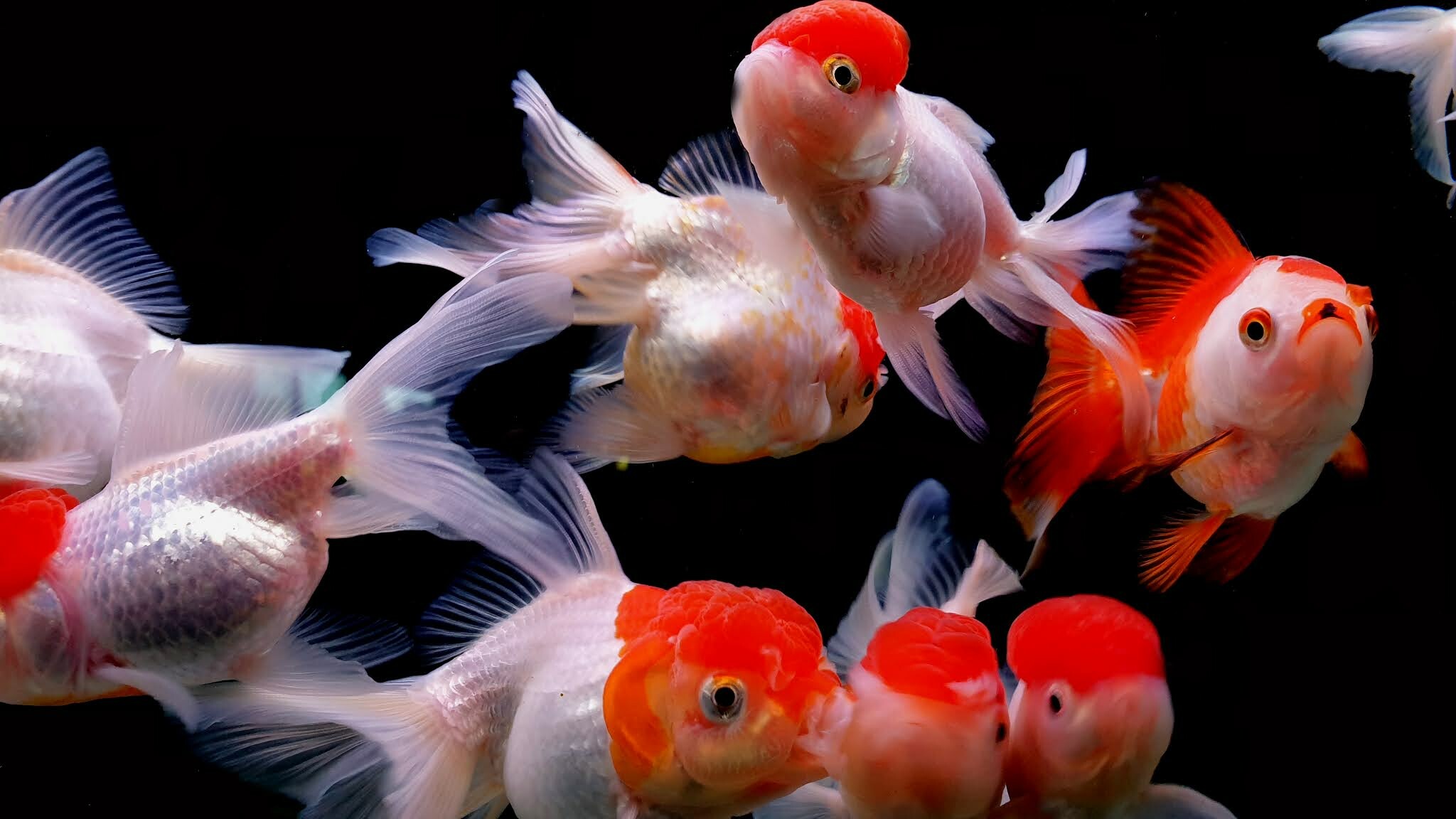 Red Cap Oranda goldfish, Flowing white fins, Black aquarium water Red Cap Oranda goldfish, Flowing white fins, Black aquarium water — 2048×1152 HD wallpaper