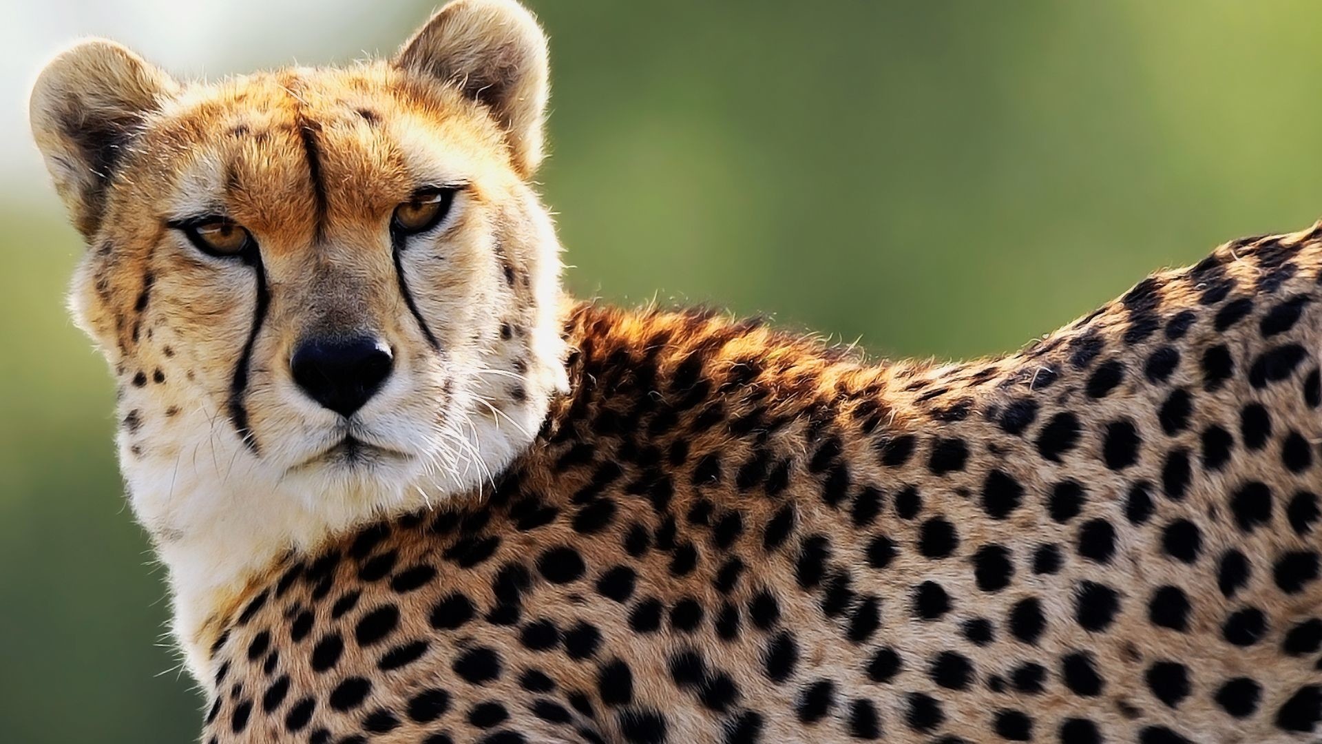 Cheetah close-up portrait, Black tear stripes, Spotted golden fur, Savanna green backdrop Cheetah close-up portrait, Black tear stripes, Spotted golden fur, Savanna green backdrop — 1920×1080 HD wallpaper