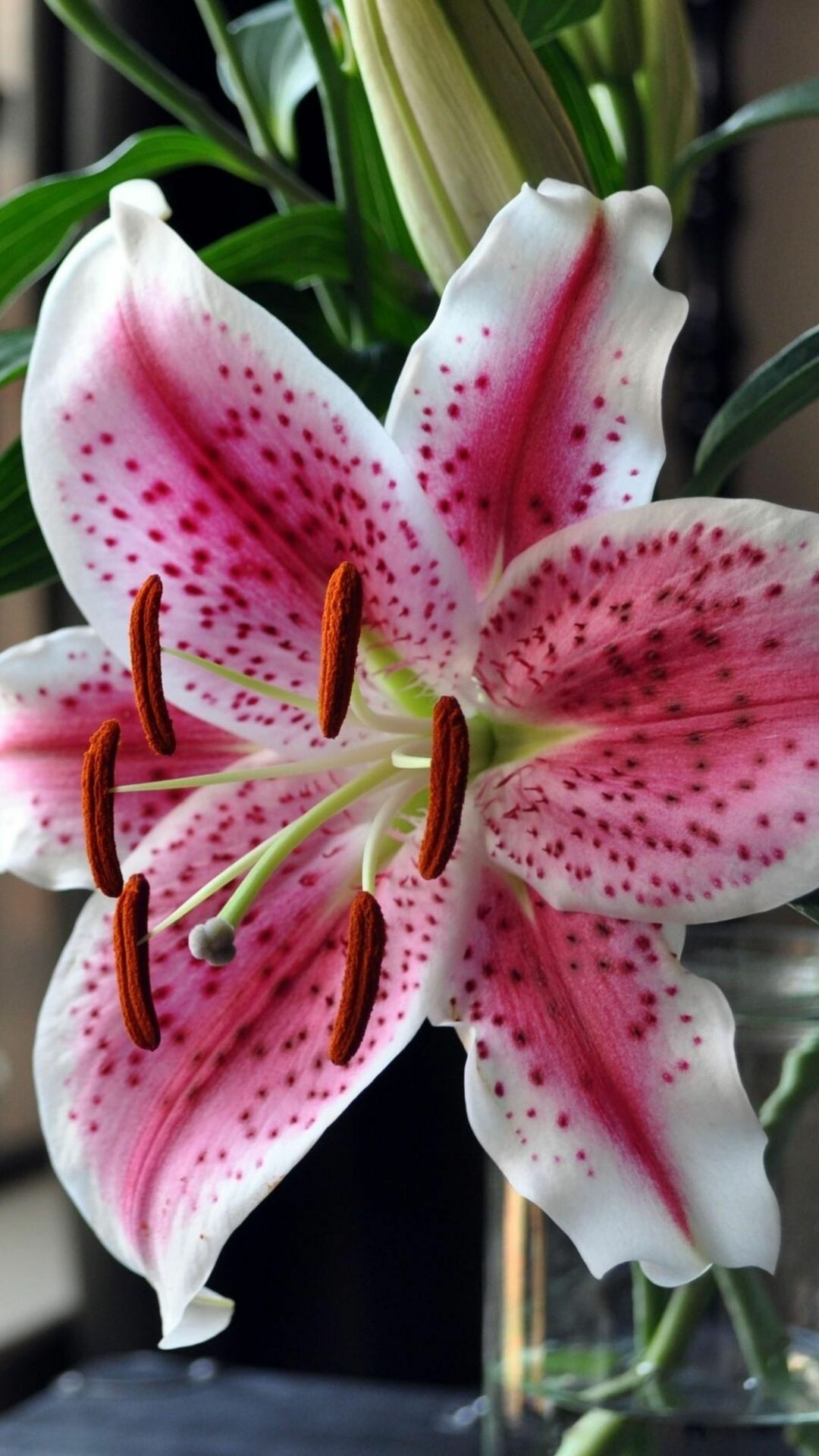 Stargazer lily bloom, Rust-orange anthers pollen, Pink speckled petals Stargazer lily bloom, Rust-orange anthers pollen, Pink speckled petals — 1080×1920 HD wallpaper