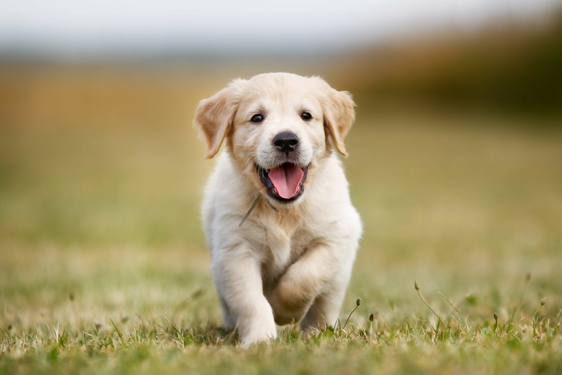 Golden Retriever puppy, Running on grass, Tongue out trot Golden Retriever puppy, Running on grass, Tongue out trot — 1920×1280 HD wallpaper